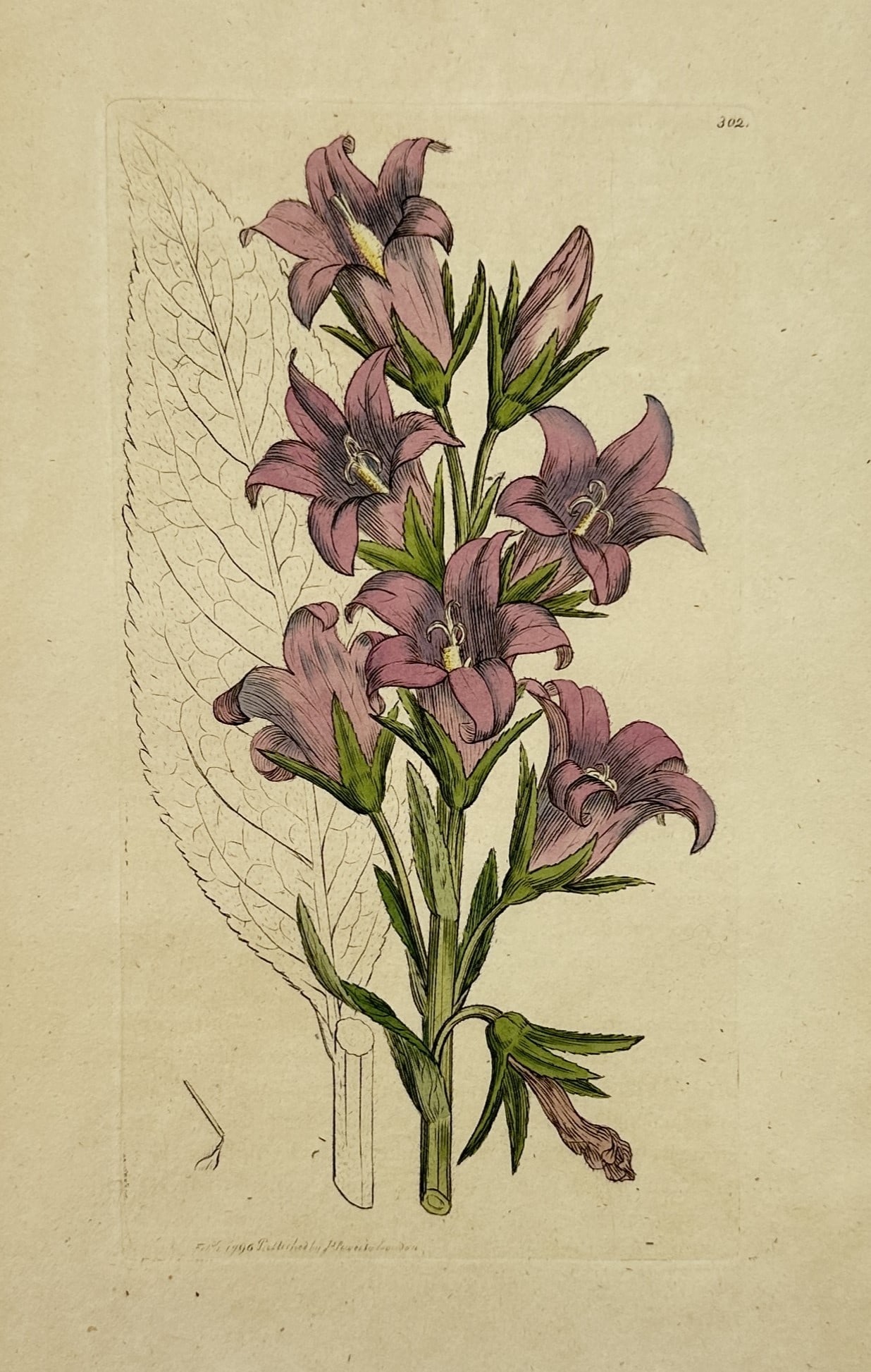 James Sowerby (1757–1822) – Giant Bellflower – Hand-coloured engraving (1796): "Campanula latifolia" illustrates the vibrant purple bell-shaped flowers and sturdy stem of the giant bellflower. The botanical study features a detailed rendering of the blossoms in various stages of