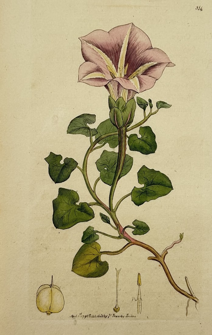 James Sowerby (1757–1822) – Sea Bindweed – Hand-coloured engraving (1796) (1 of 2)