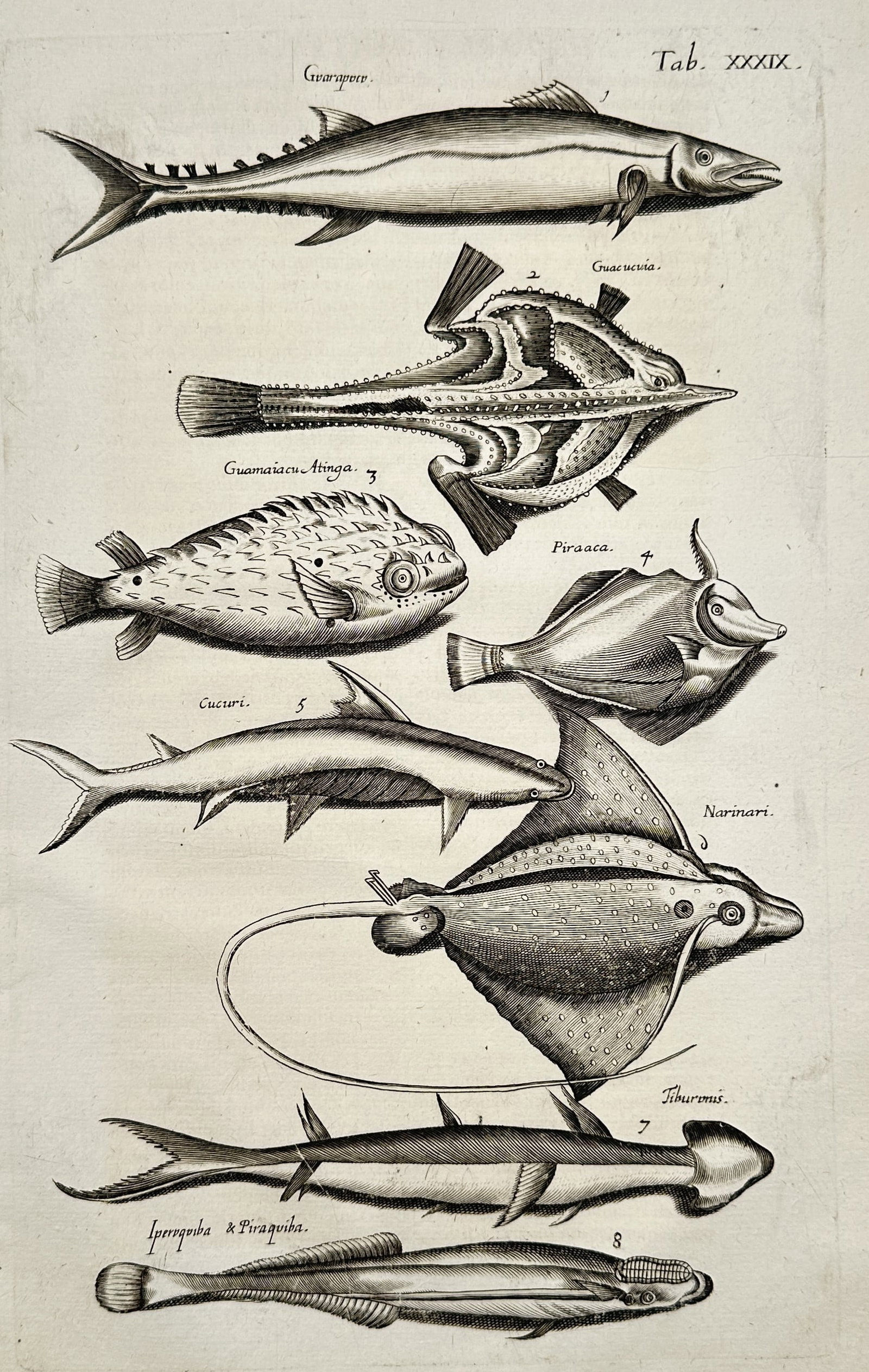 John Jonston (1603–1675) – Exotic Sea Creatures and Sharks – Engraving (1650) (1 of 2)