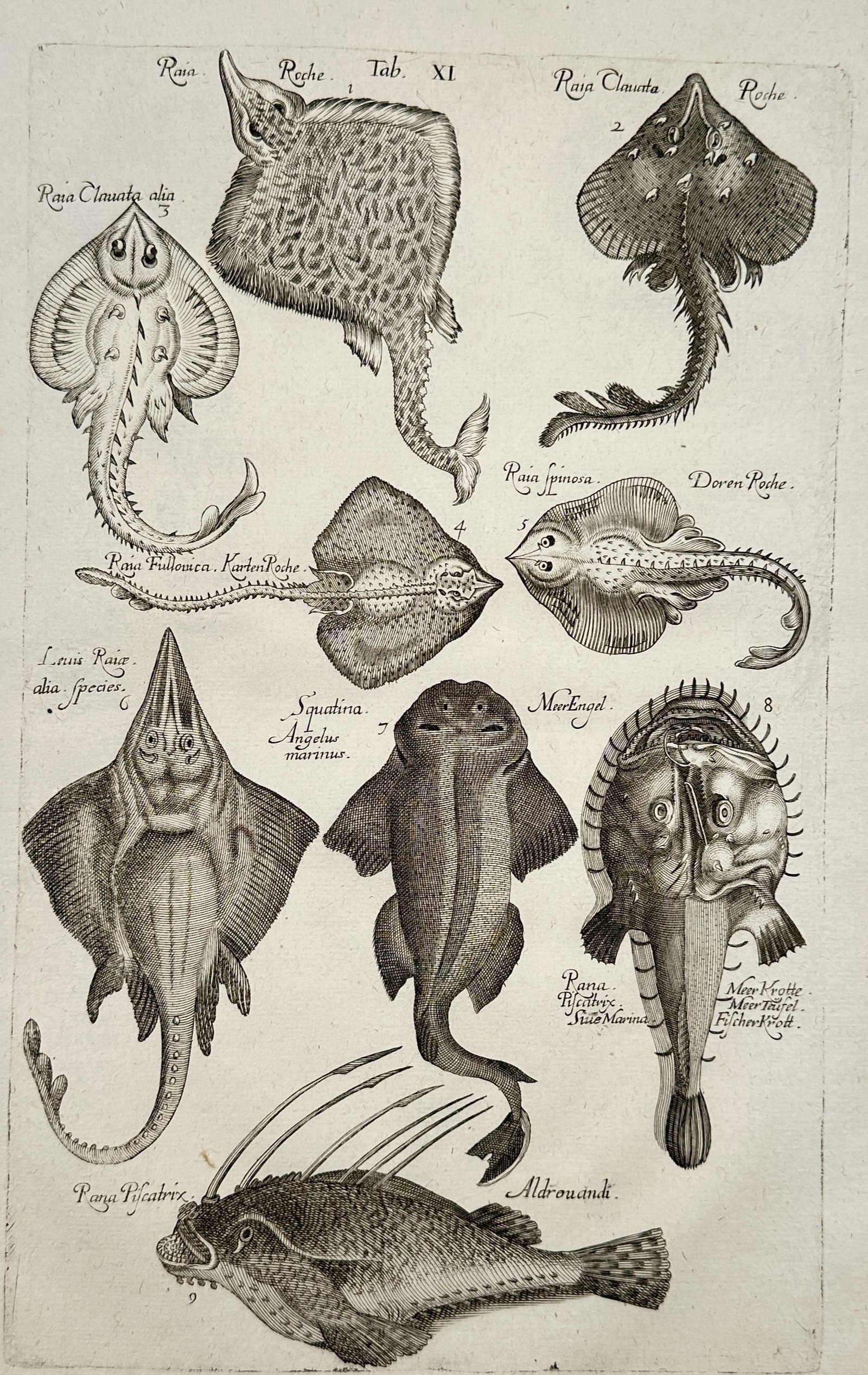 John Jonston (1603–1675) – Various Species of Rays and Flatfish – Engraving (1650) (1 of 2)