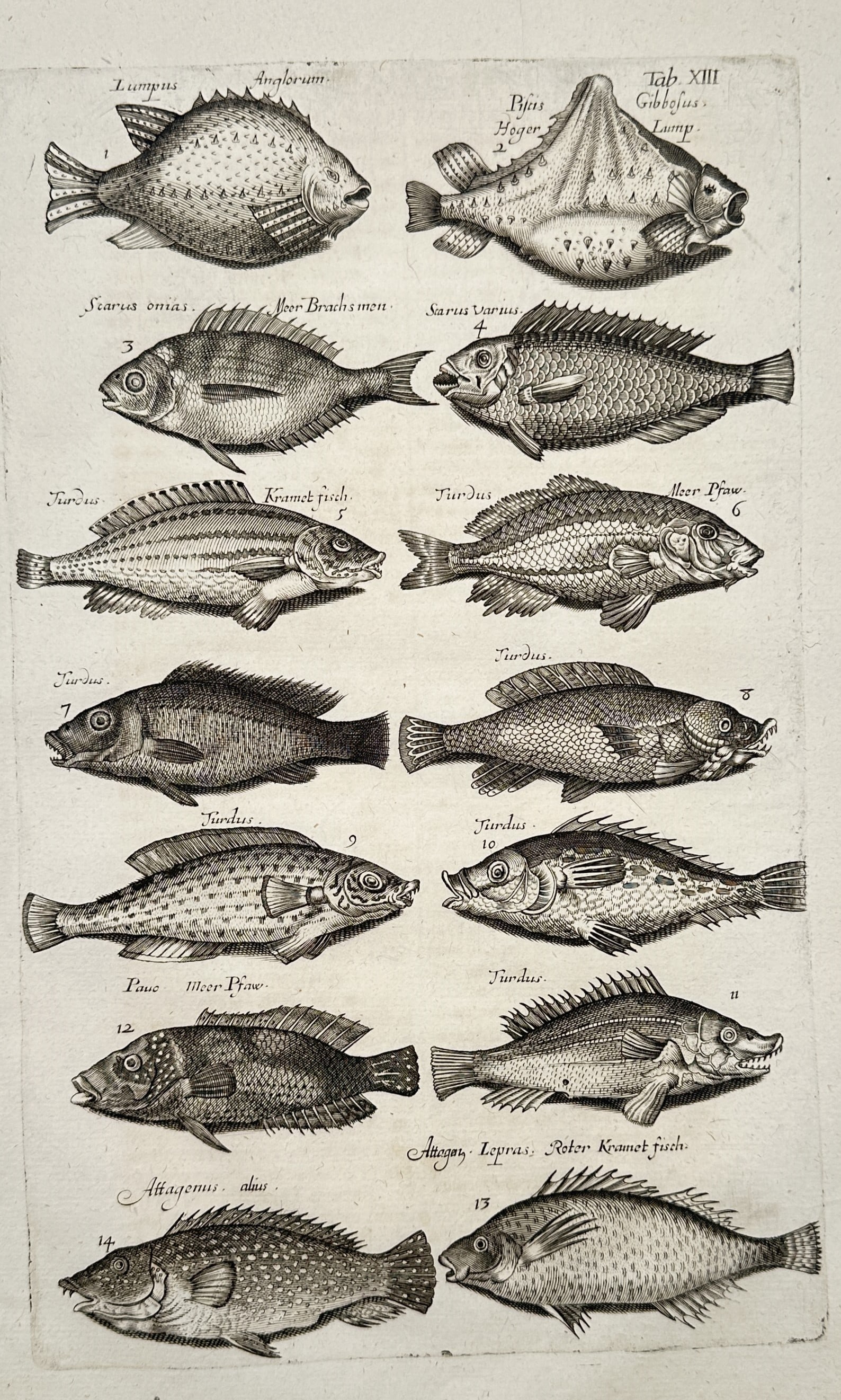 John Jonston (1603–1675) – Various Species of Wrasse and Lumpfish – Engraving (1650) (1 of 2)