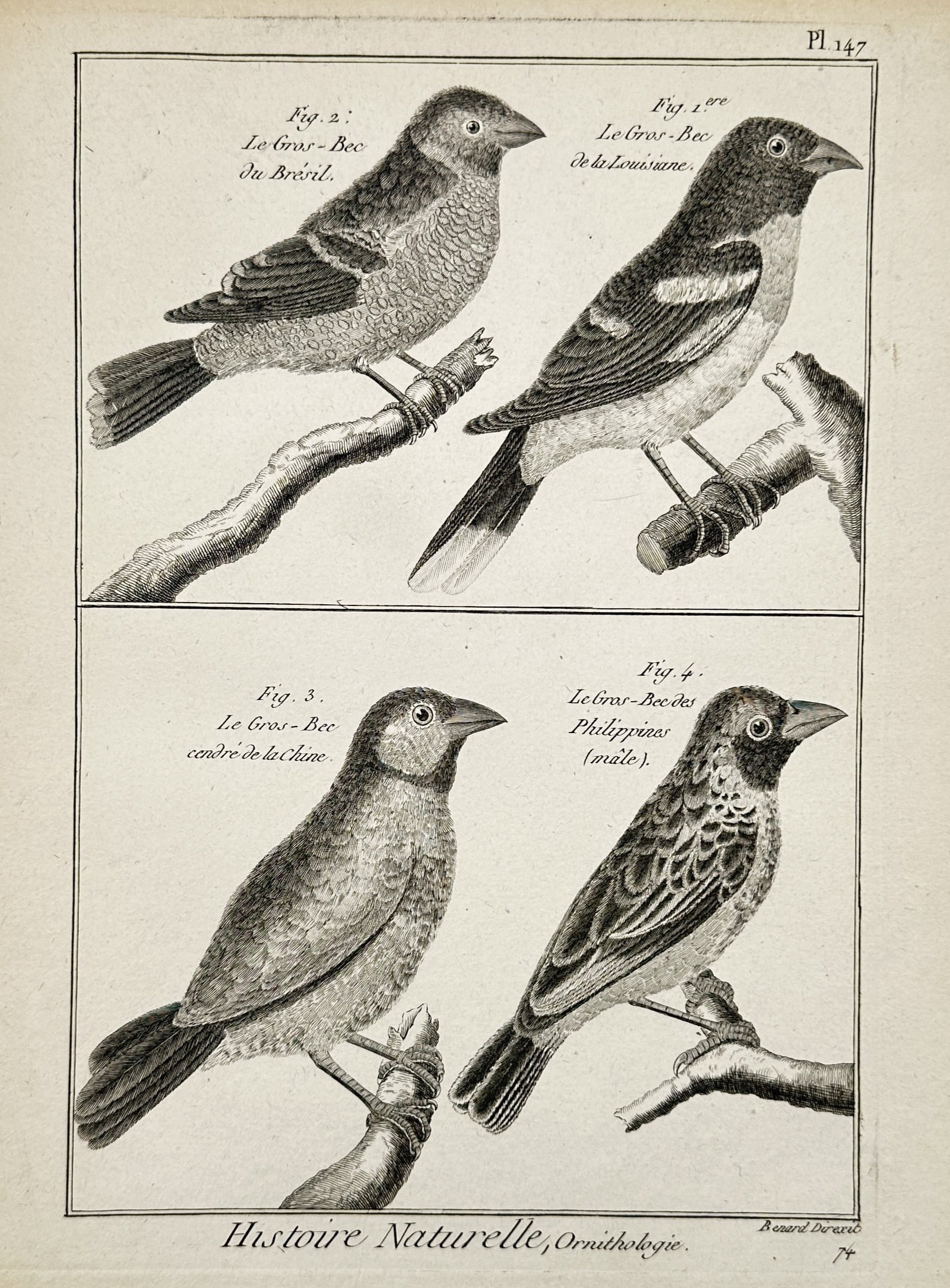Robert Bénard (1734–1777) – Grosbeak Songbirds – Engraving (1762): "Histoire Naturelle, Ornithologie" illustrates four distinct species of grosbeaks from different geographical regions, including specimens from Brazil, Louisiana, China, and the Philippines. The compo