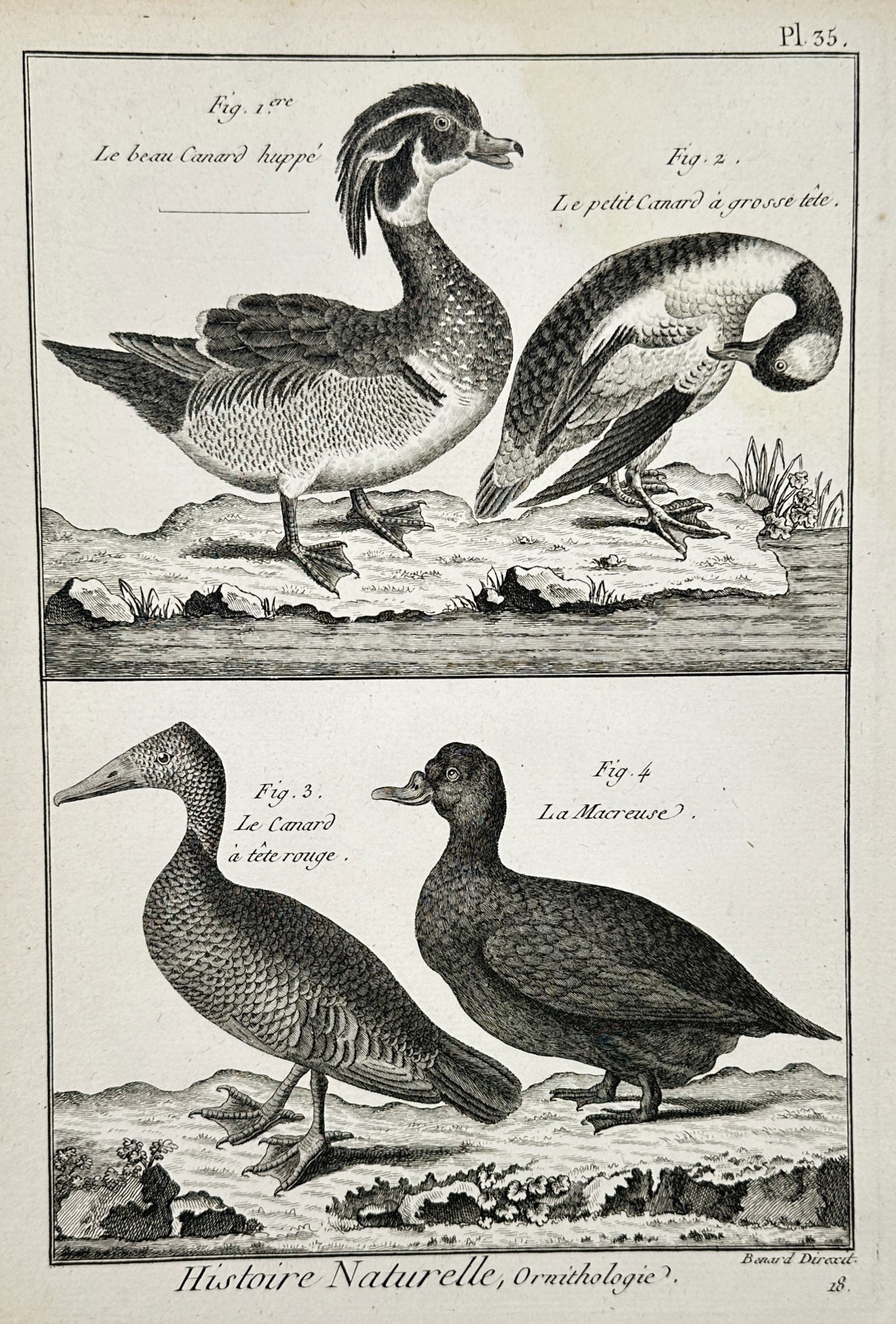 Robert Bénard (1734–1777) – Various Species of Waterfowl – Engraving (1762) (1 of 2)