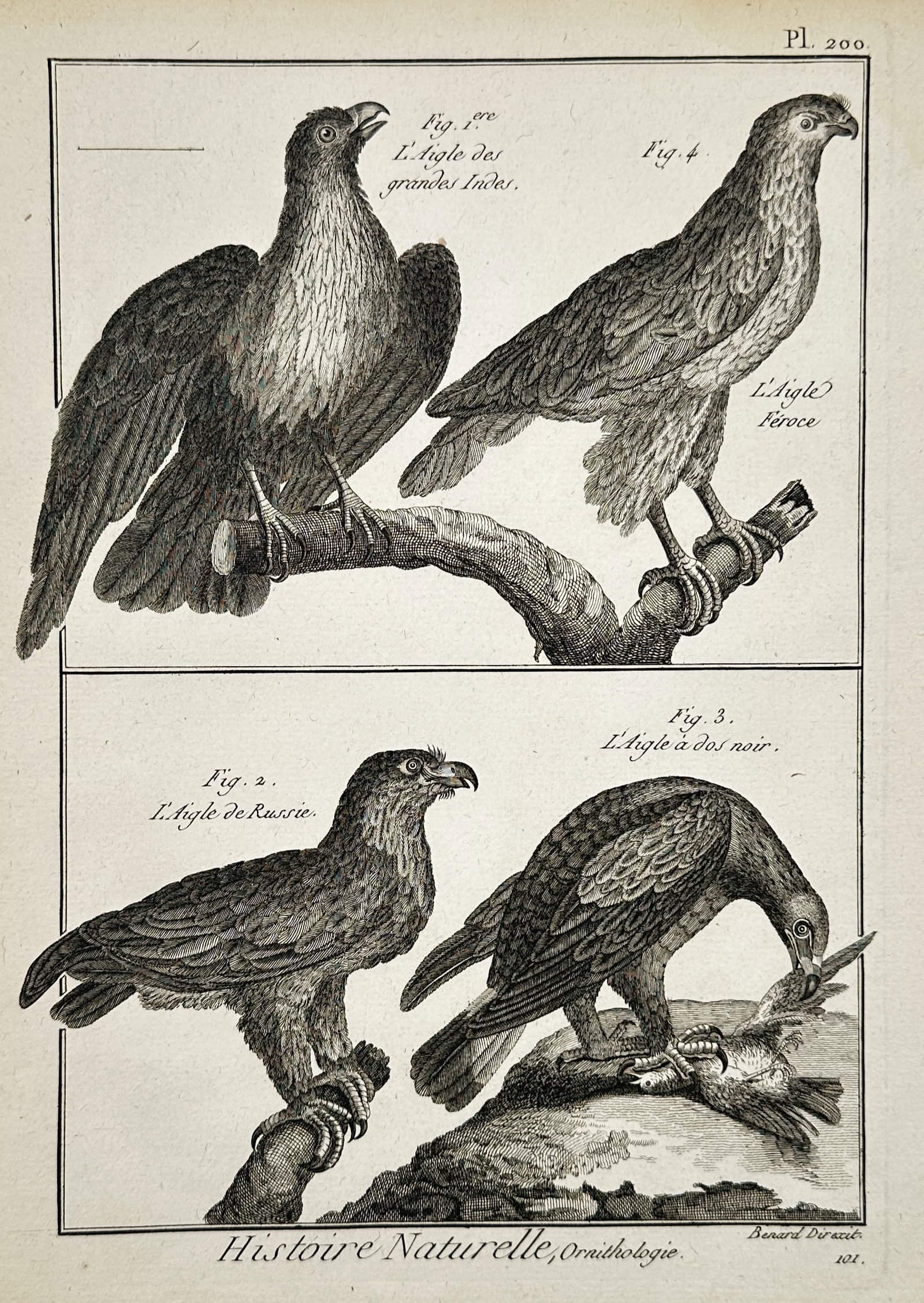 Robert Bénard (1734–1777) – Various Species of Eagles – Engraving (1762) (1 of 2)