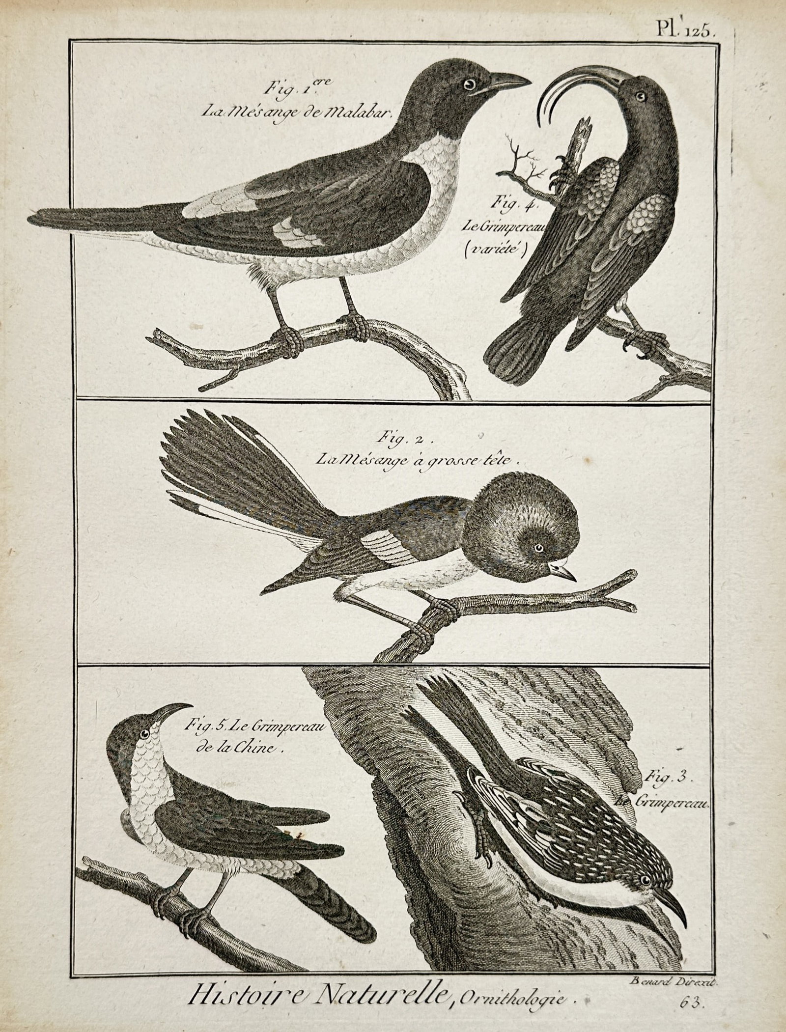 Robert Bénard (1734–1777) – Various Species of Creepers and Tits – Engraving (1762): "Histoire Naturelle, Ornithologie" illustrates five distinct species of small birds, including the Malabar tit, the large-headed tit, and various treecreepers from China and elsewhere. The composition