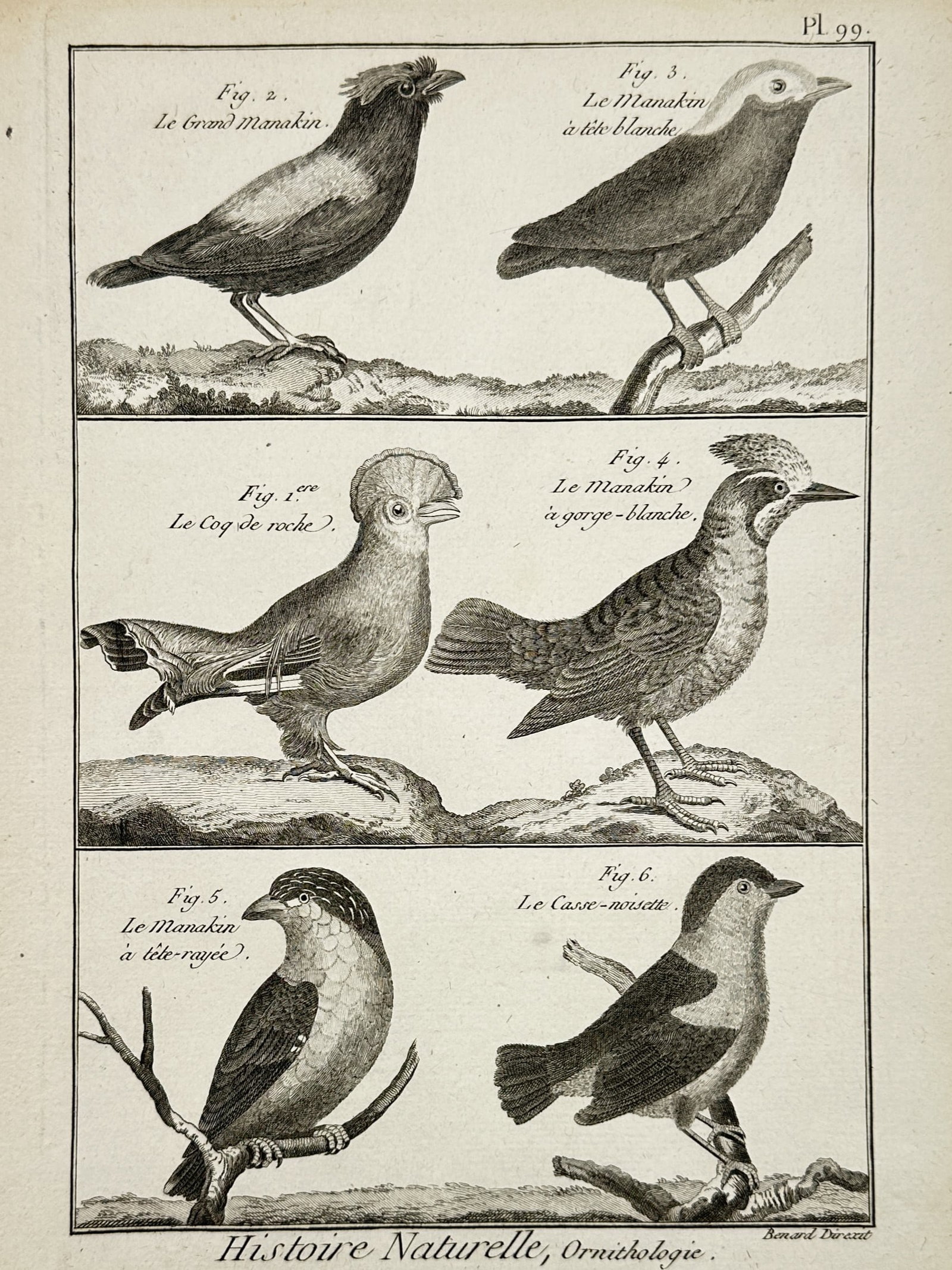 Robert Bénard (1734–1777) – Various Species of Manakins and Nutcrackers – Engraving (1762): "Histoire Naturelle, Ornithologie" illustrates six distinct species of birds, including the grand manakin, the white-headed manakin, the cock-of-the-rock, and the nutcracker. The composition is divide