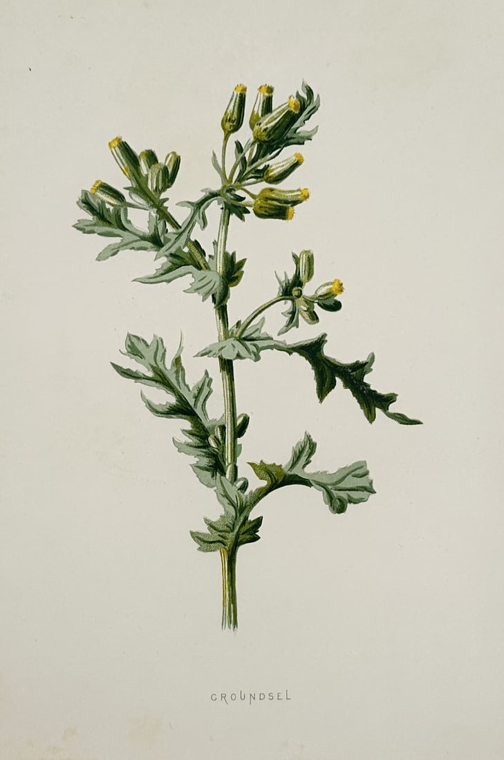 Frederick Edward Hulme (1841–1909) – Groundsel – Chromolithograph (1875–1900) (1 of 2)