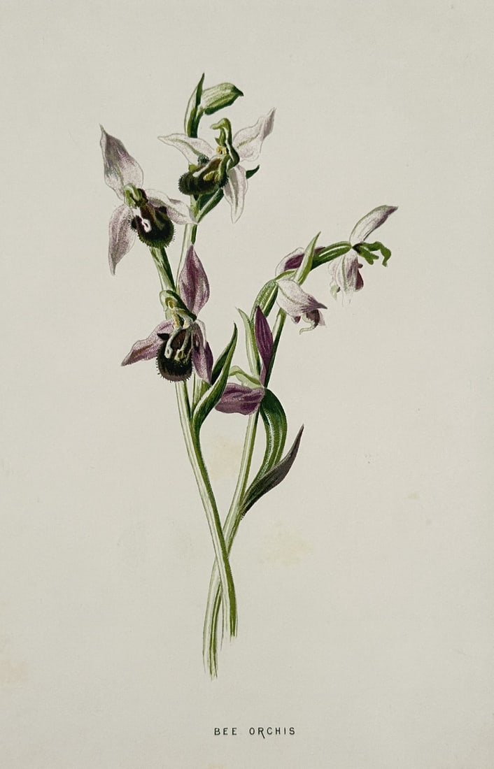 Frederick Edward Hulme (1841–1909) – Bee Orchis – Chromolithograph (1875–1900) (1 of 2)