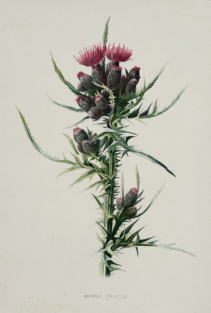 Frederick Edward Hulme (1841–1909) – Marsh Thistle – Chromolithograph (1875–1900) (1 of 2)