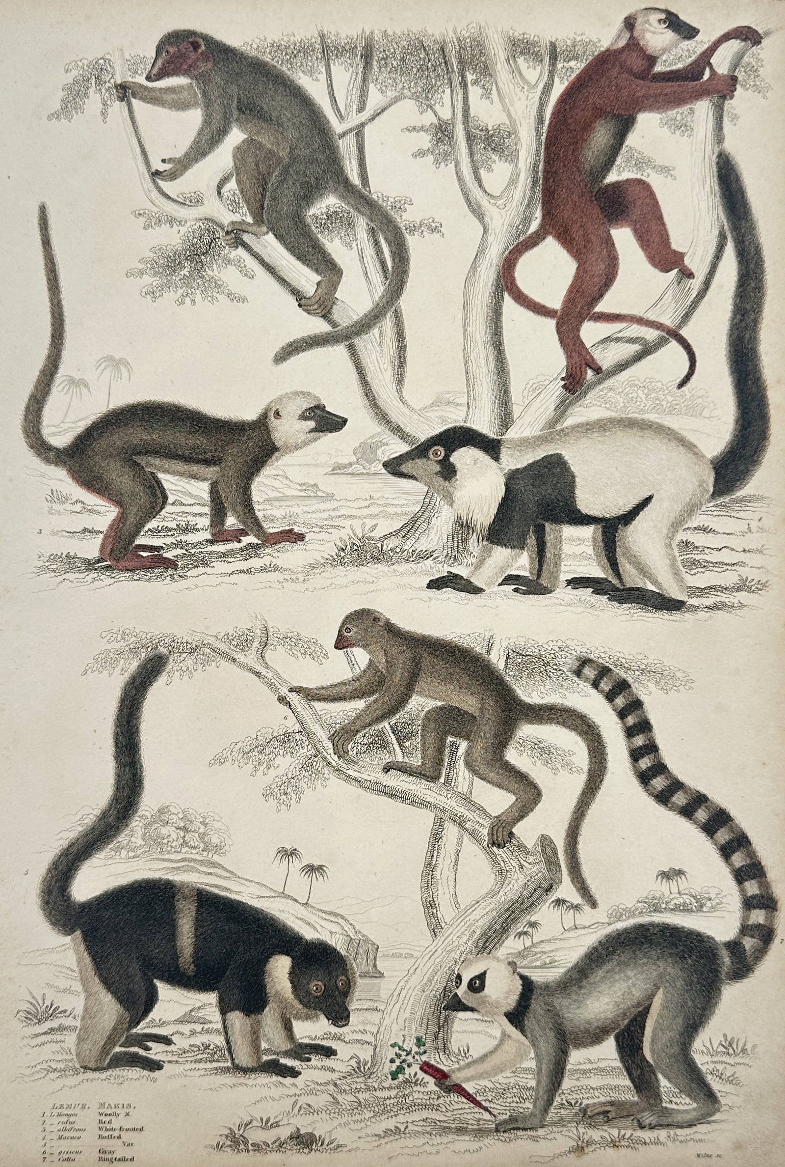Captain Thomas Brown – Various Lemur and Sakis Species – Hand-coloured lithograph (1835–1840) (1 of 2)