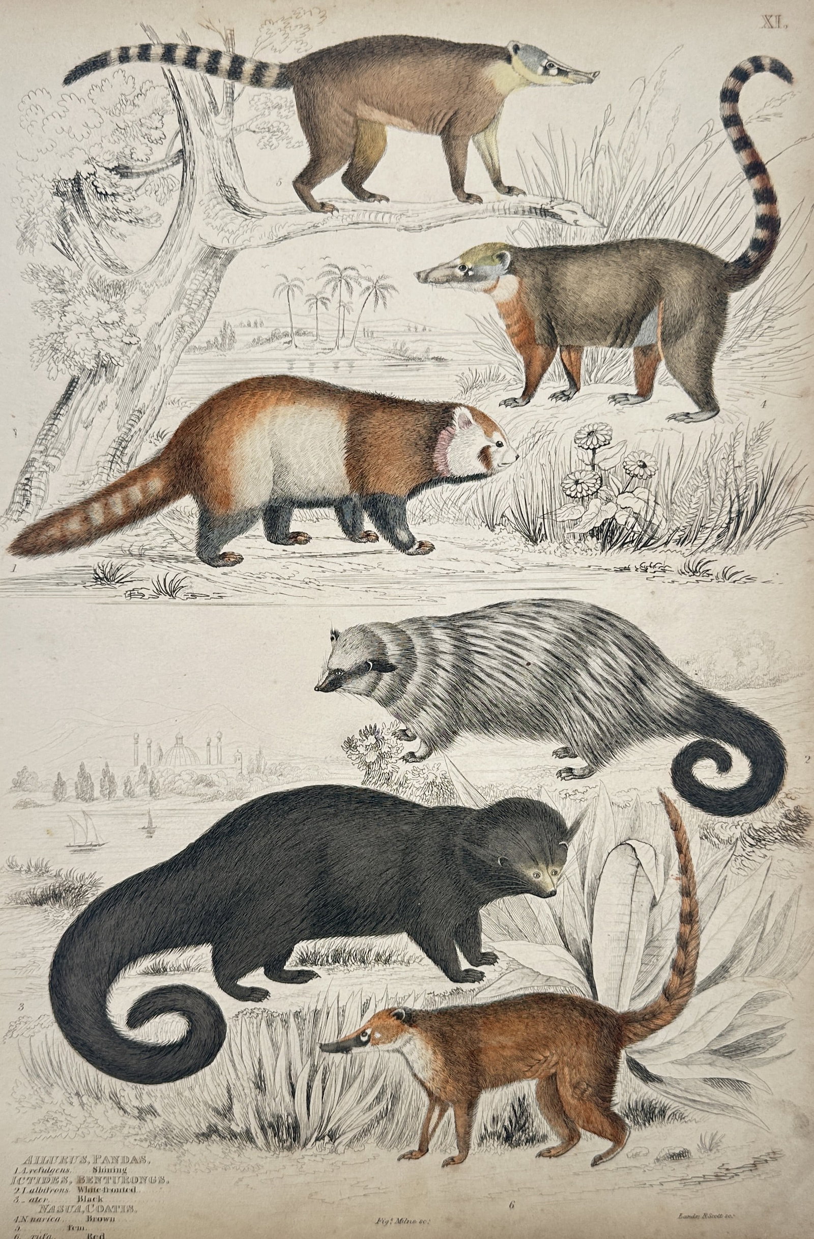 Captain Thomas Brown – Various Species of Coatis, Red Panda, and Civets – Hand-coloured (1 of 2)