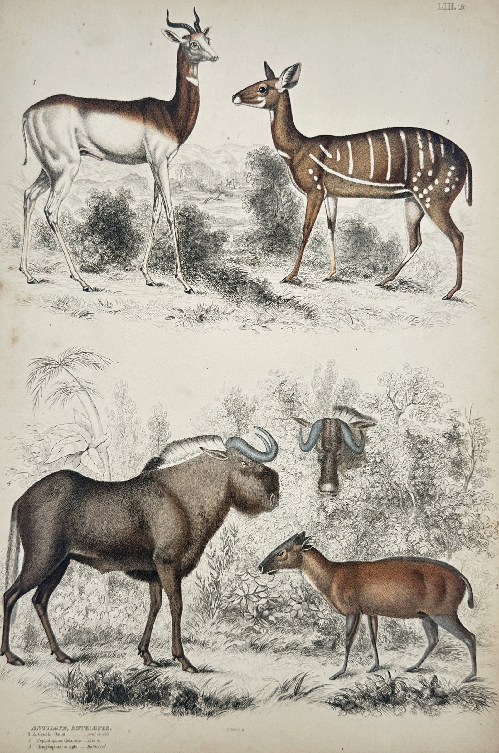 Captain Thomas Brown – Various Antelope and Gnu Species – Hand-coloured lithograph (1 of 2)