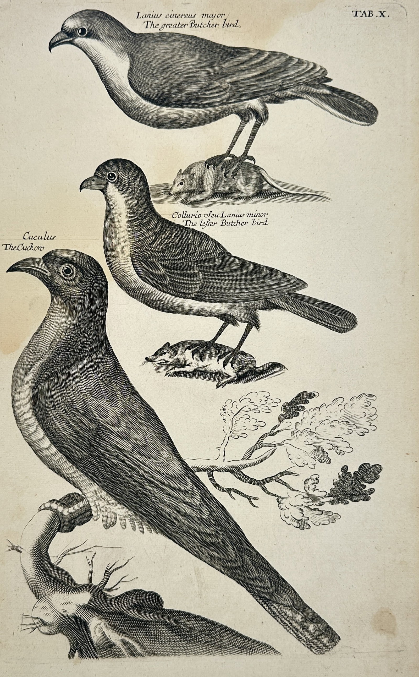 Francis Willughby – The Greater Butcher Bird, The Lesser Butcher Bird, and The Cuckow (1 of 2)