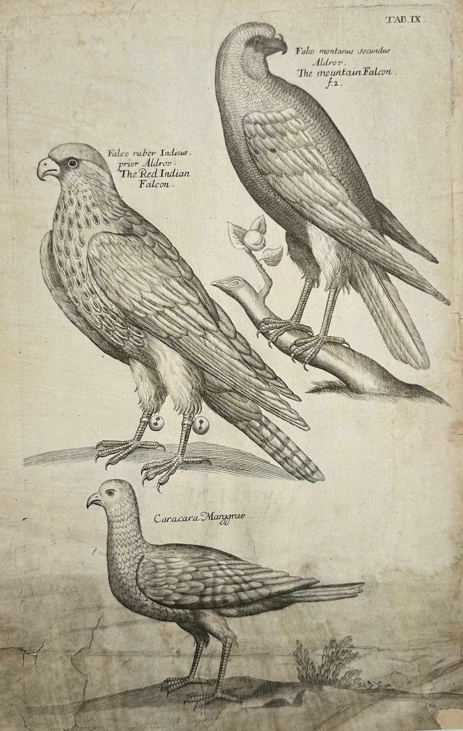 Francis Willughby – The Red Indian Falcon, The Mountain Falcon, and the Caracara (1 of 2)