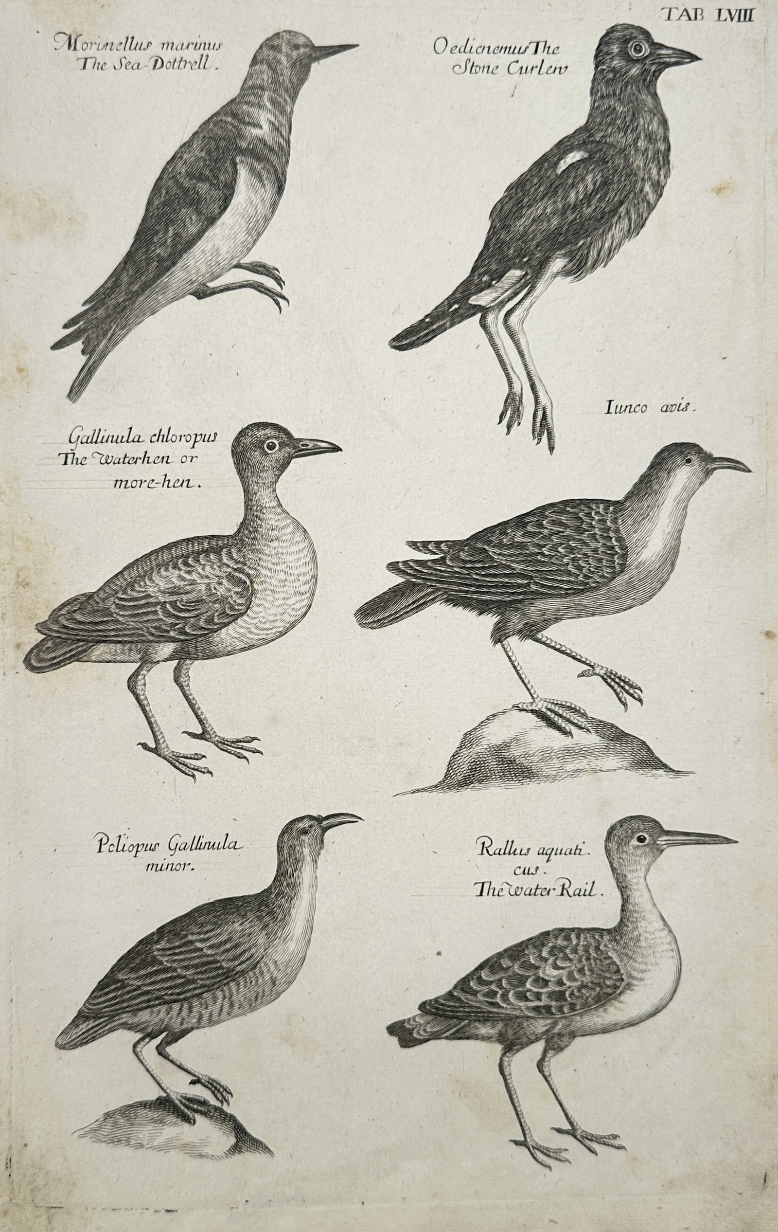 Francis Willughby – The Sea-Dottrell, Stone Curlew, Water-hen, and Water Rail (1 of 2)