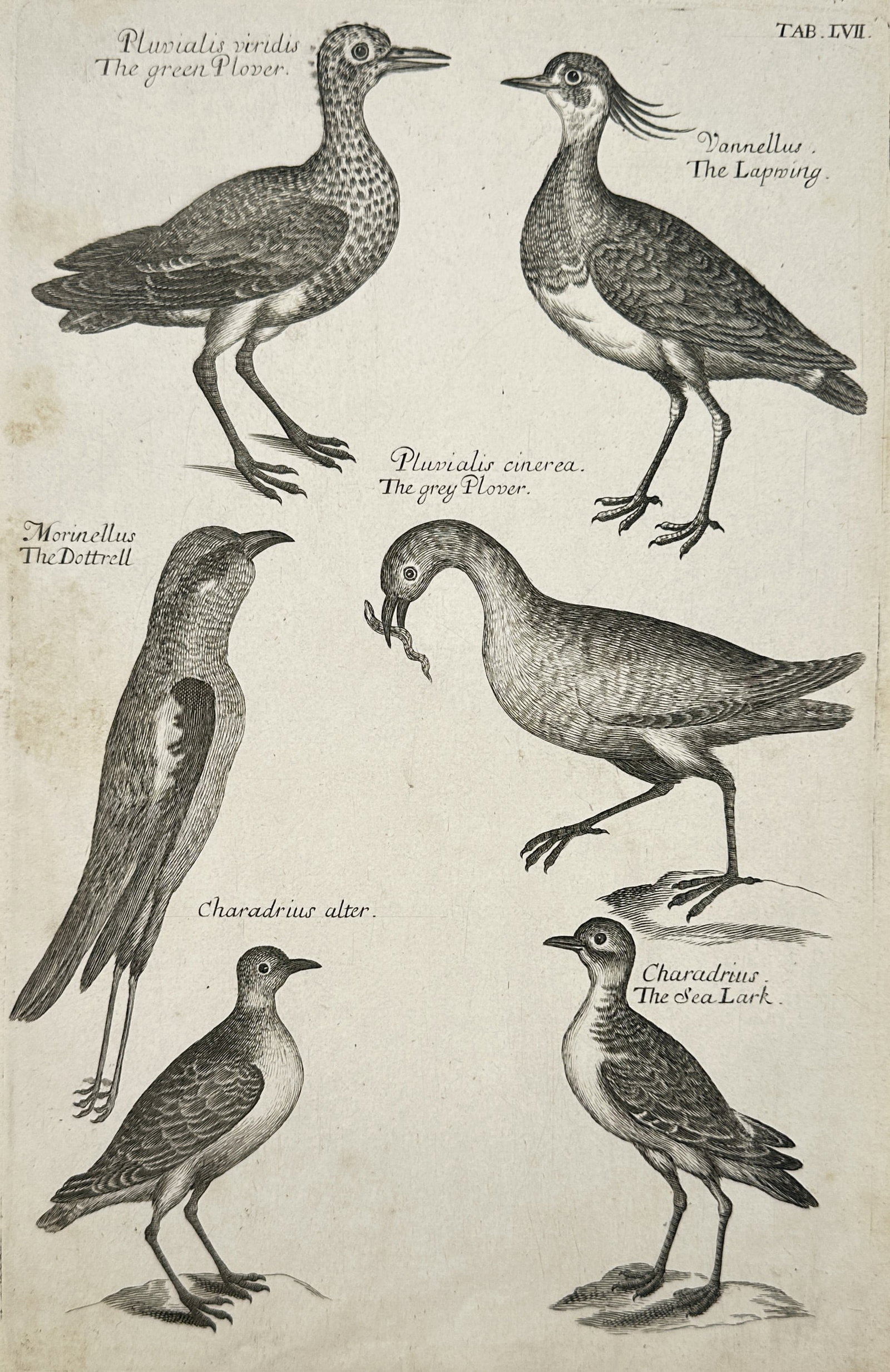 Francis Willughby – The Green Plover, The Lapwing, and Other Shorebirds – Copperplate engraving (1 of 2)