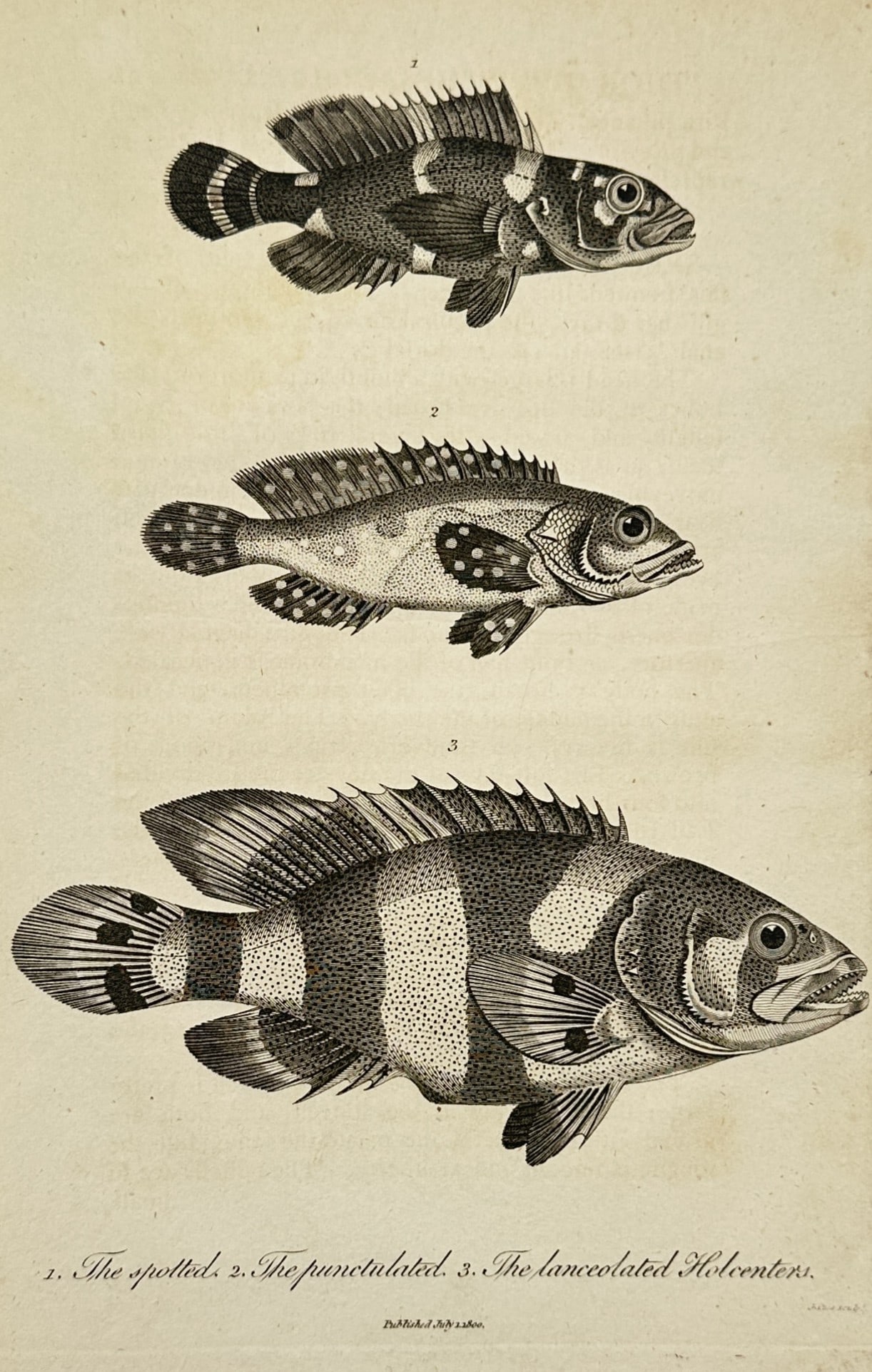 John Wilkes – The Spotted, Punctuated, and Lanceolated Holocentrus – Copperplate engraving: "1. The spotted, 2. The punctuated, 3. The lanceolated Holocentrus" illustrates three species of marine fish, providing a detailed anatomical study of their spiny dorsal fins, robust scales, and chara
