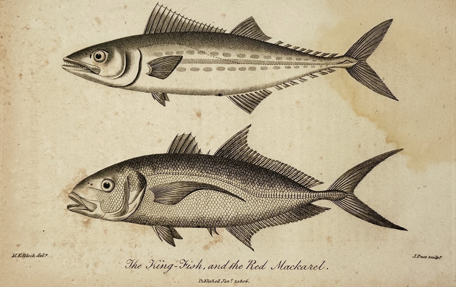 John Wilkes (1750–1810) – The King-Fish and the Red Mackarel – Copperplate engraving (1806) (1 of 2)