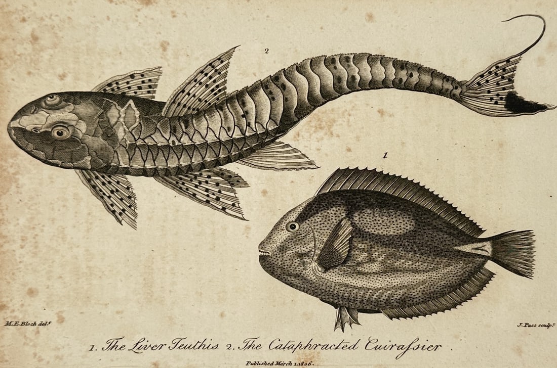 John Wilkes (1750–1810) – The Liver Teuthis and The Cataphracted Cuirassier (1 of 2)