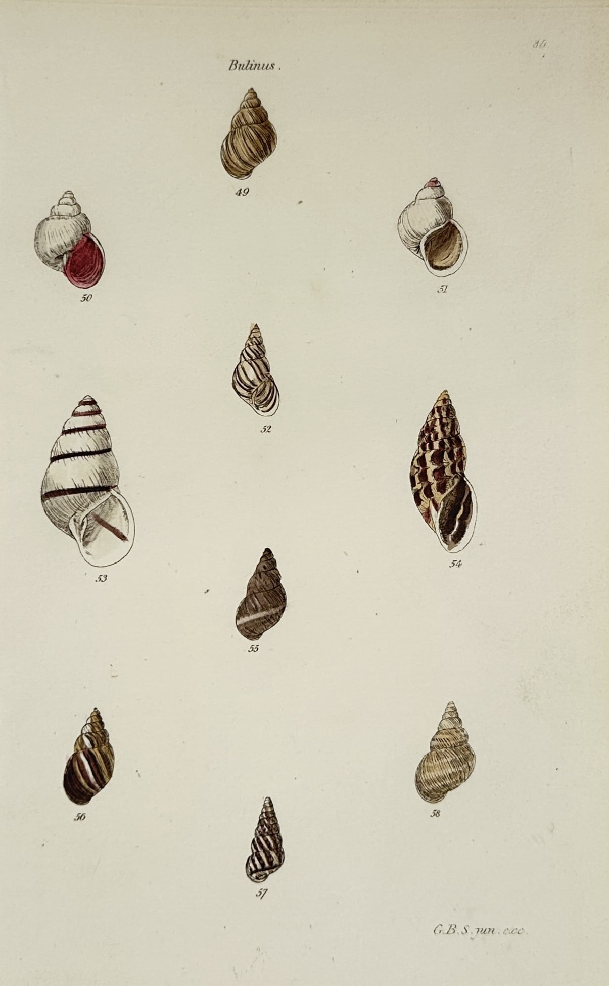 George B. Sowerby I (1788–1854) – Bulinus Shell Specimens – Hand-coloured engraving: "Bulinus" illustrates several species of terrestrial air-breathing snails, providing a detailed anatomical study of their varied shell shapes, from elongated and conical to more rounded forms. This wo