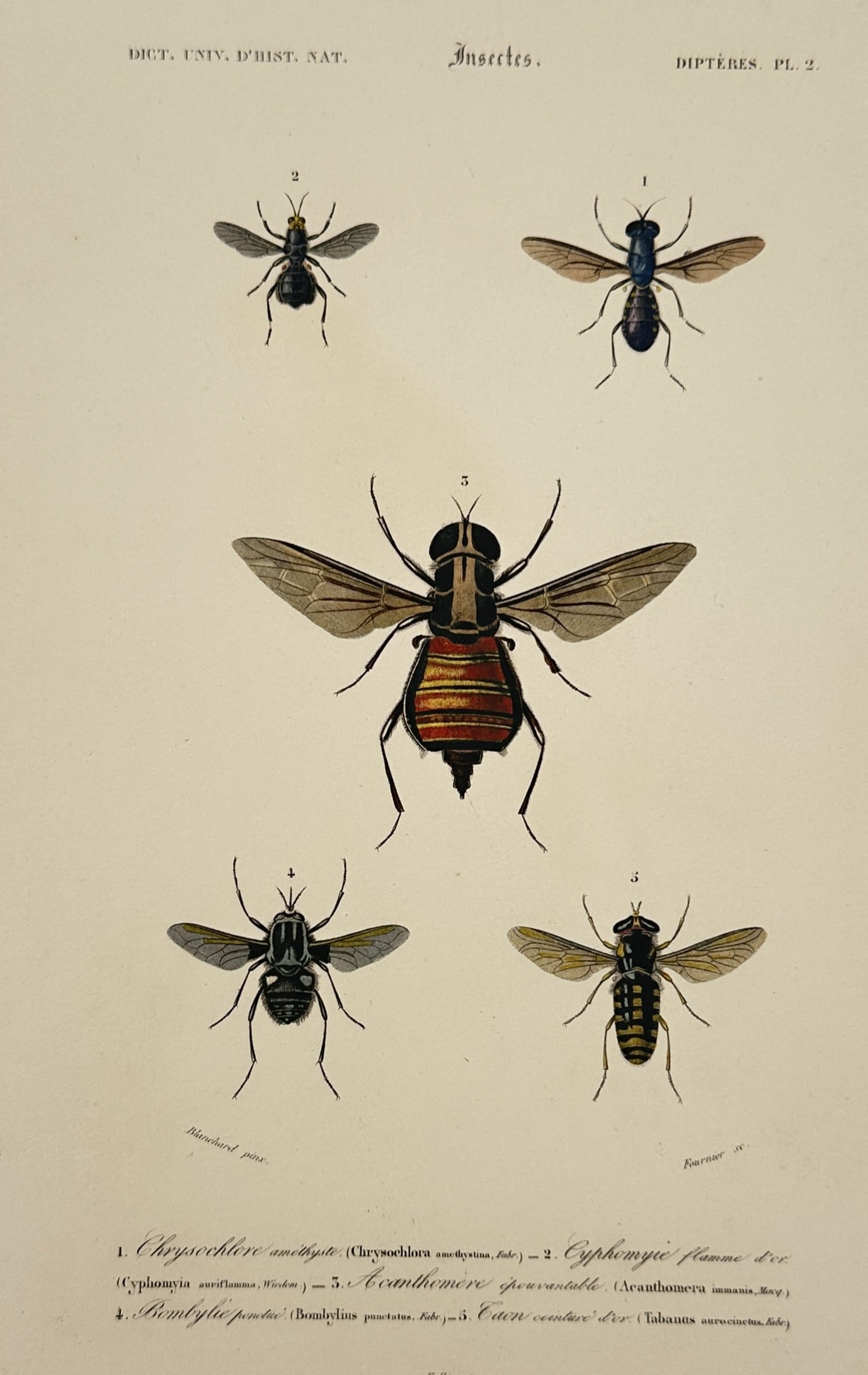 Charles Henry Dessalines d'Orbigny (1806–1876) – Various Diptera Species (1 of 2)
