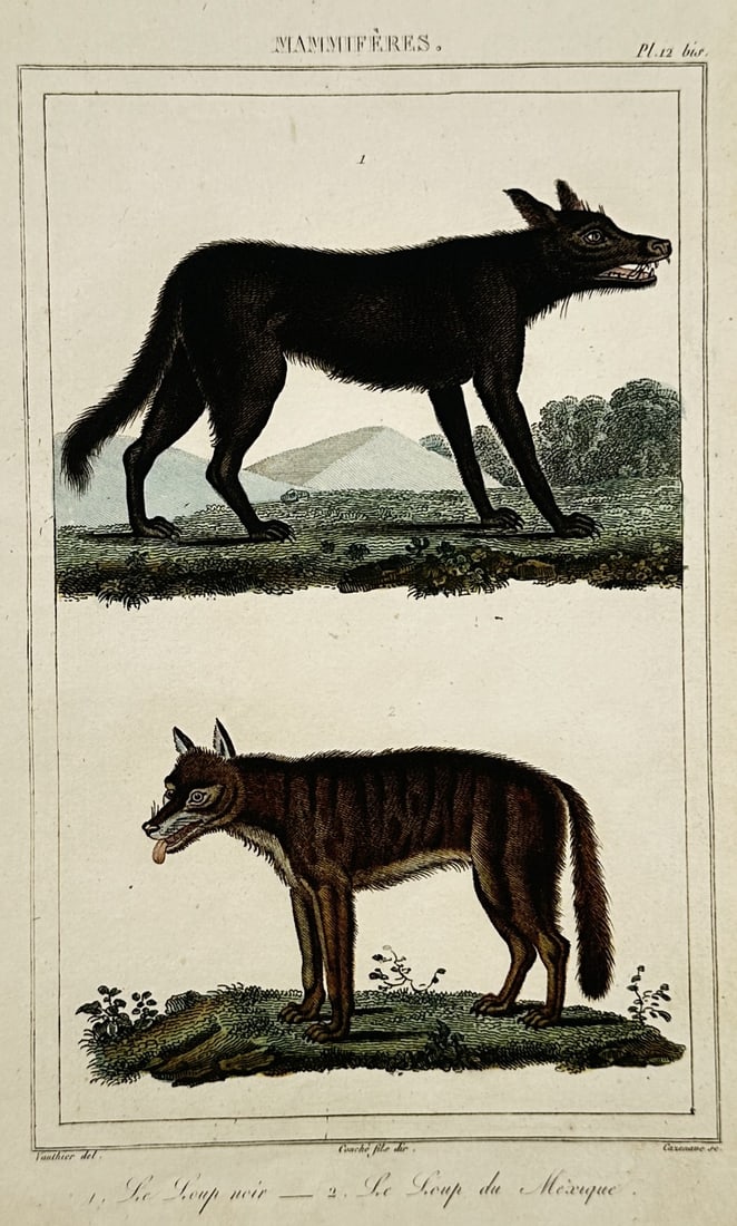 Georges-Louis Leclerc, Comte de Buffon – View of a black wolf and a Mexican wolf (1 of 2)