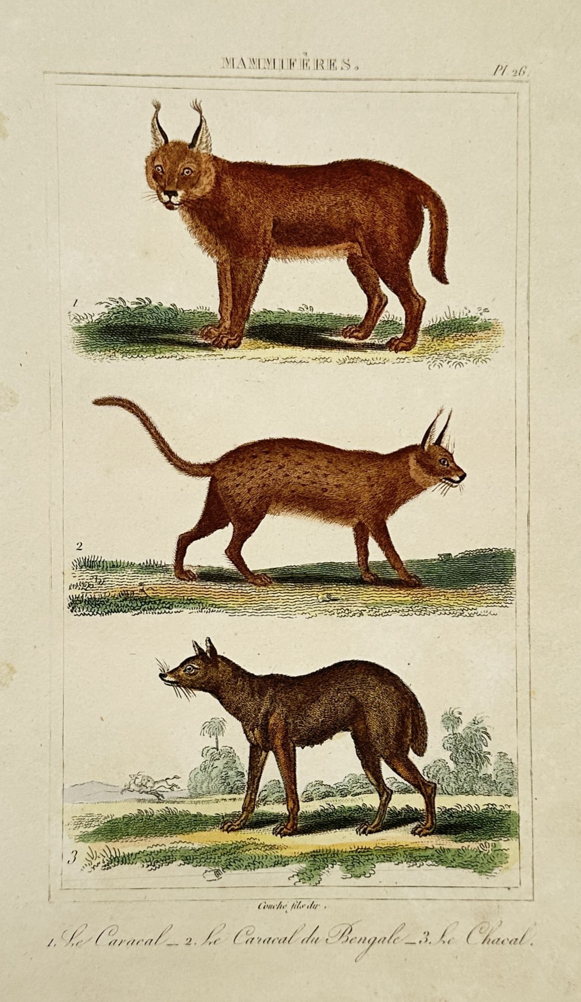 Georges-Louis Leclerc, Comte de Buffon – View of a caracal, Bengal caracal (1 of 2)