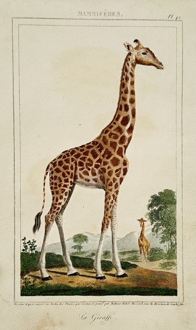 Georges-Louis Leclerc, Comte de Buffon – View of a giraffe – Hand-coloured engraving (1825) (1 of 2)