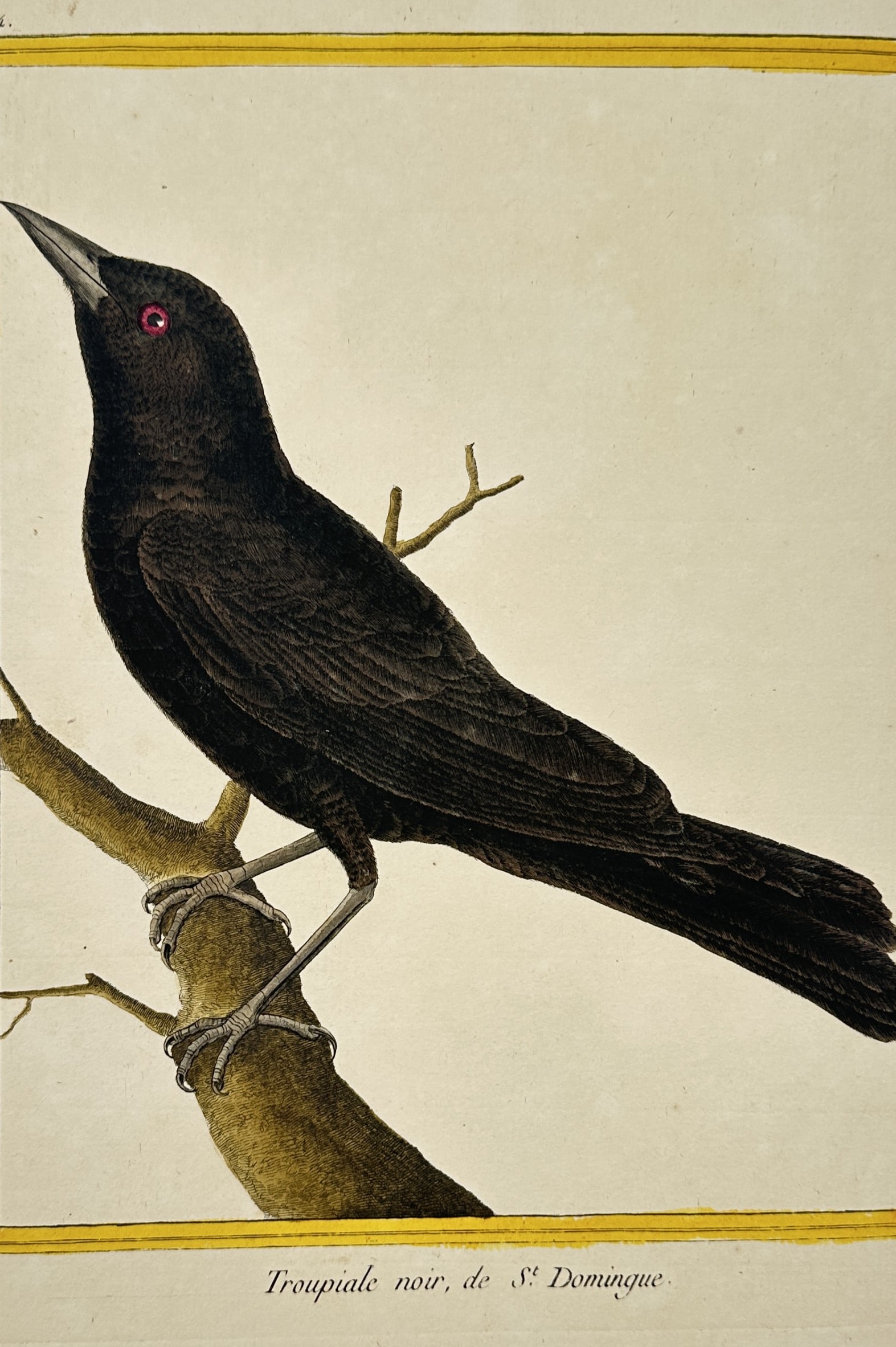 François-Nicolas Martinet – View of a black troupial of Santo Domingo – Hand-coloured engraving (1 of 2)