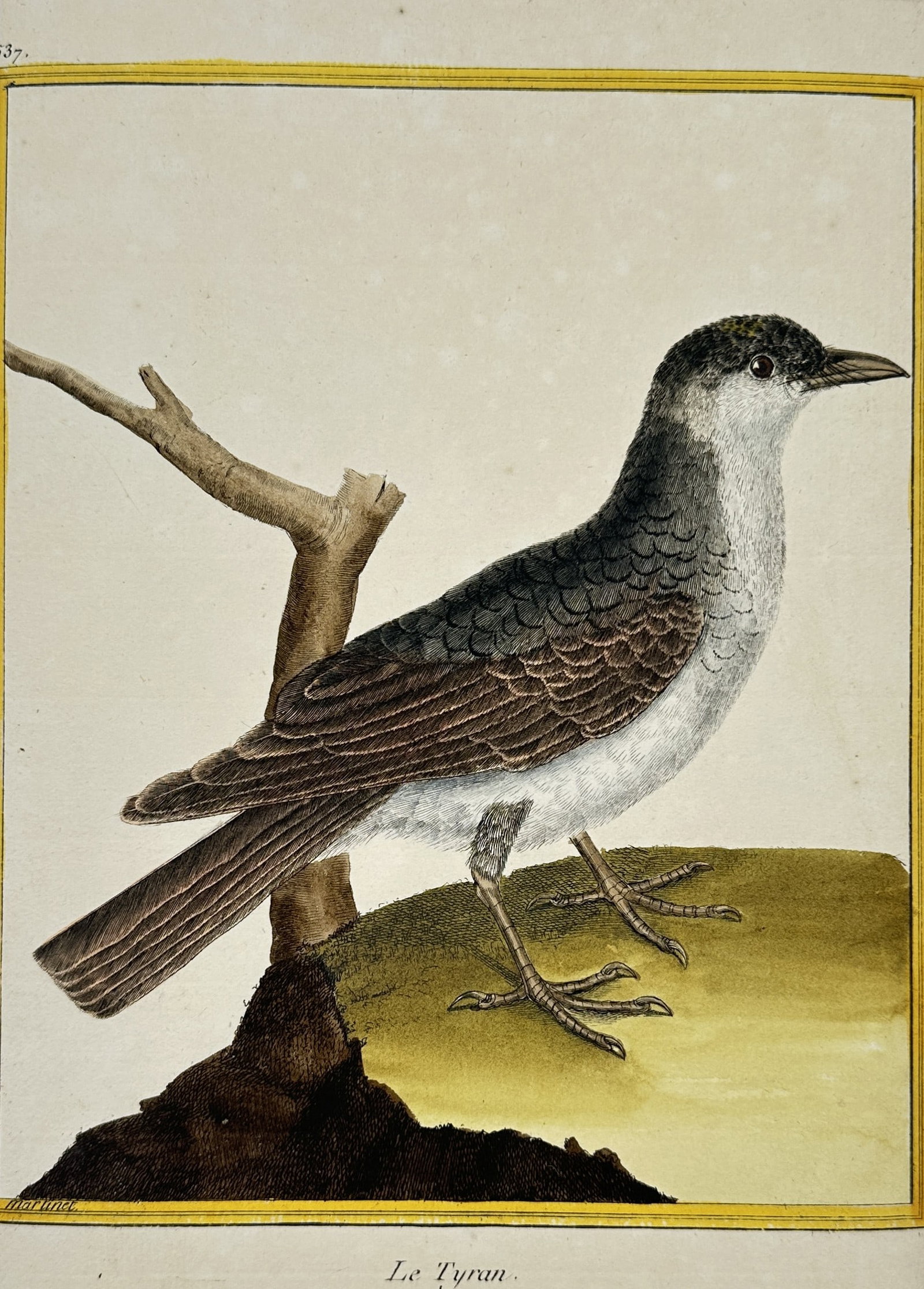 François-Nicolas Martinet – View of an eastern kingbird – Hand-coloured engraving (1783) (1 of 2)