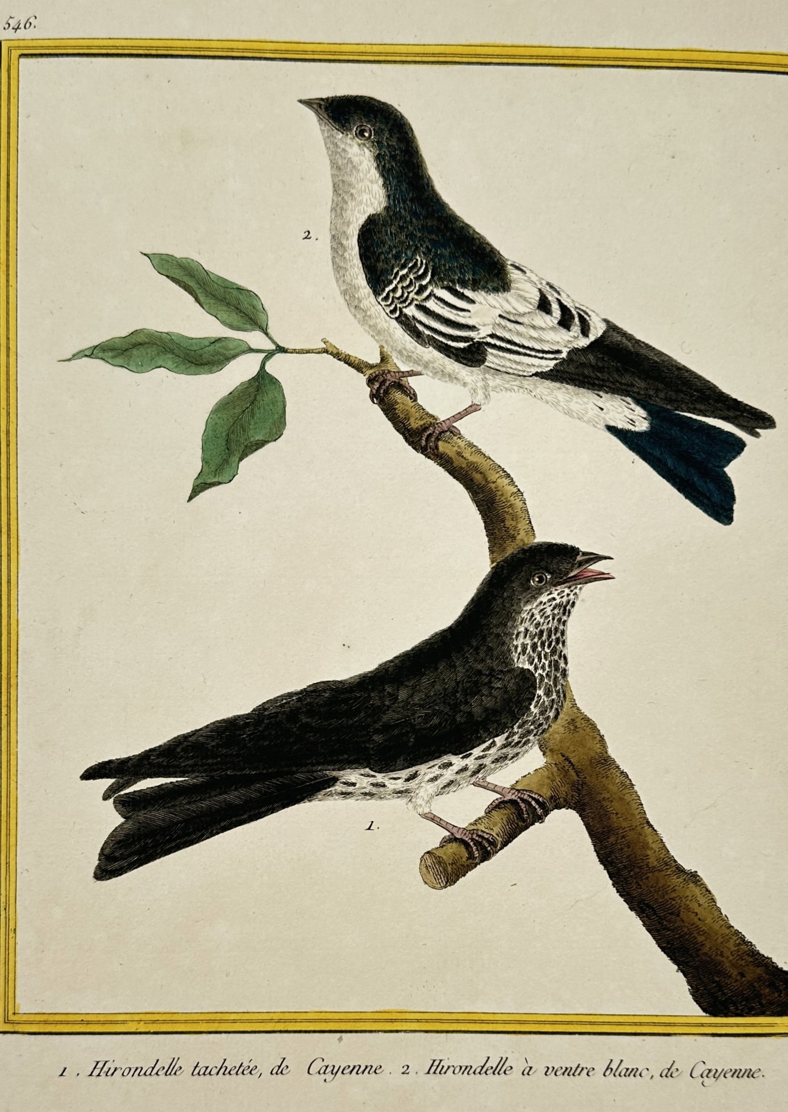 François-Nicolas Martinet – View of a spotted swallow and a white-bellied swallow (1 of 2)