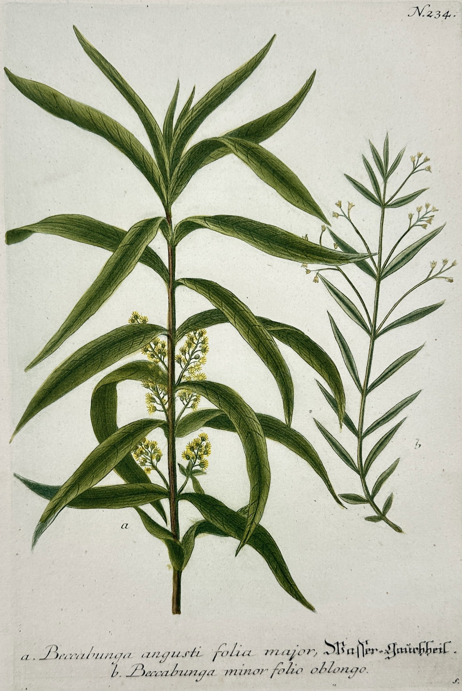 Johann Wilhelm Weinmann – View of narrow-leaved brooklime varieties – Hand-coloured etching (1 of 2)