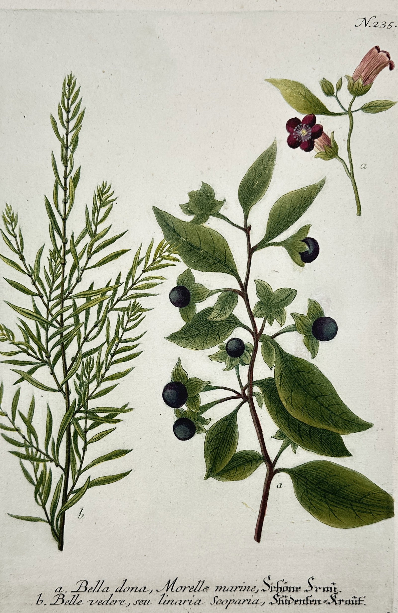 Johann Wilhelm Weinmann – View of deadly nightshade and summer cypress: "Bella dona, Morella marina, Schöne Frau; Belle vedere, seu linaria Scoparia, Studenten-Kraut" This hand-coloured etching illustrates two botanical specimens: a branch of deadly nightshade featuring