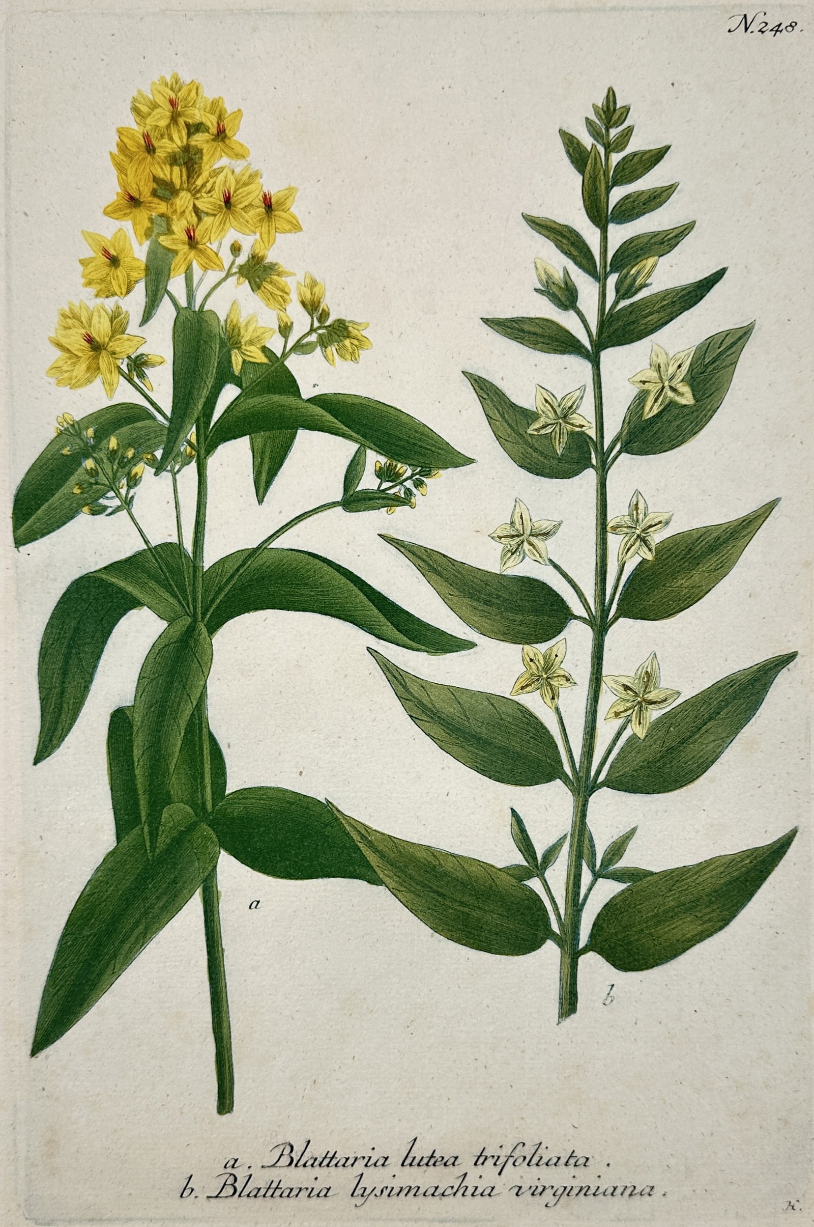 Johann Wilhelm Weinmann – View of yellow loosestrife and Virginia loosestrife (1 of 2)