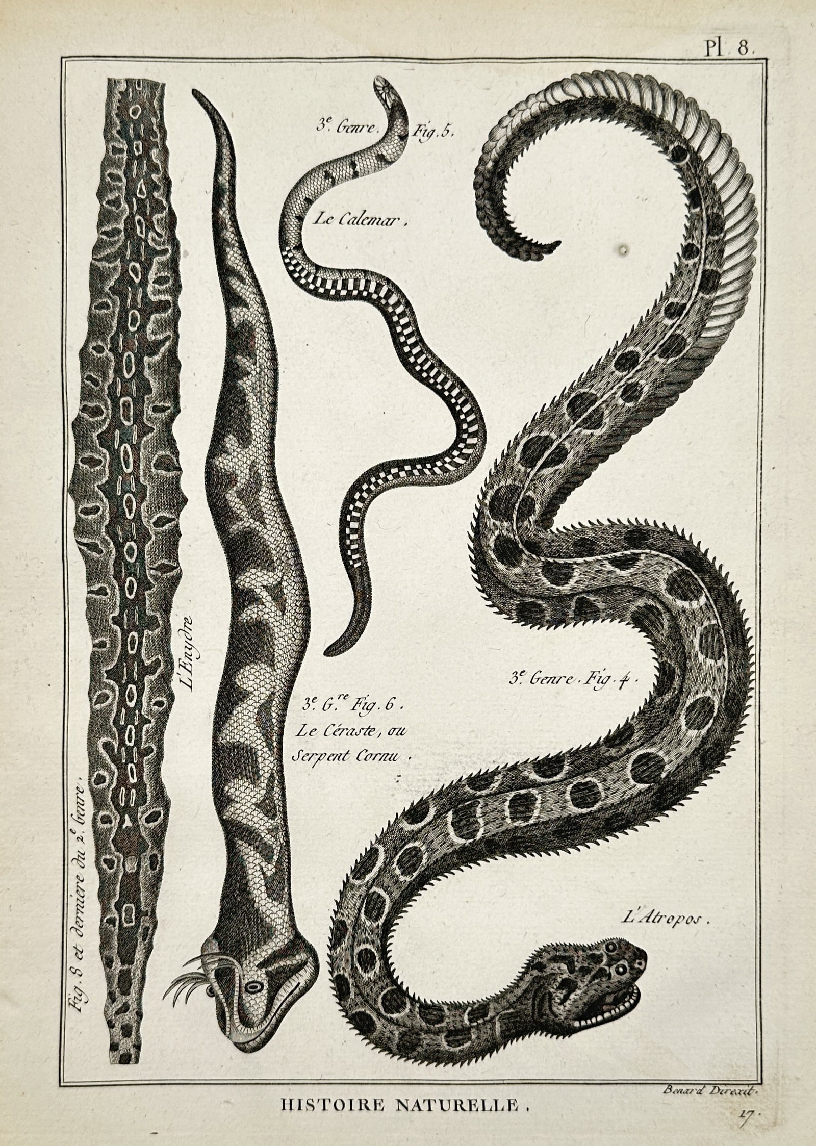 Robert Bénard (1734–1777) – View of Atropos and Cerastes snakes – Engraving (1771) (1 of 2)