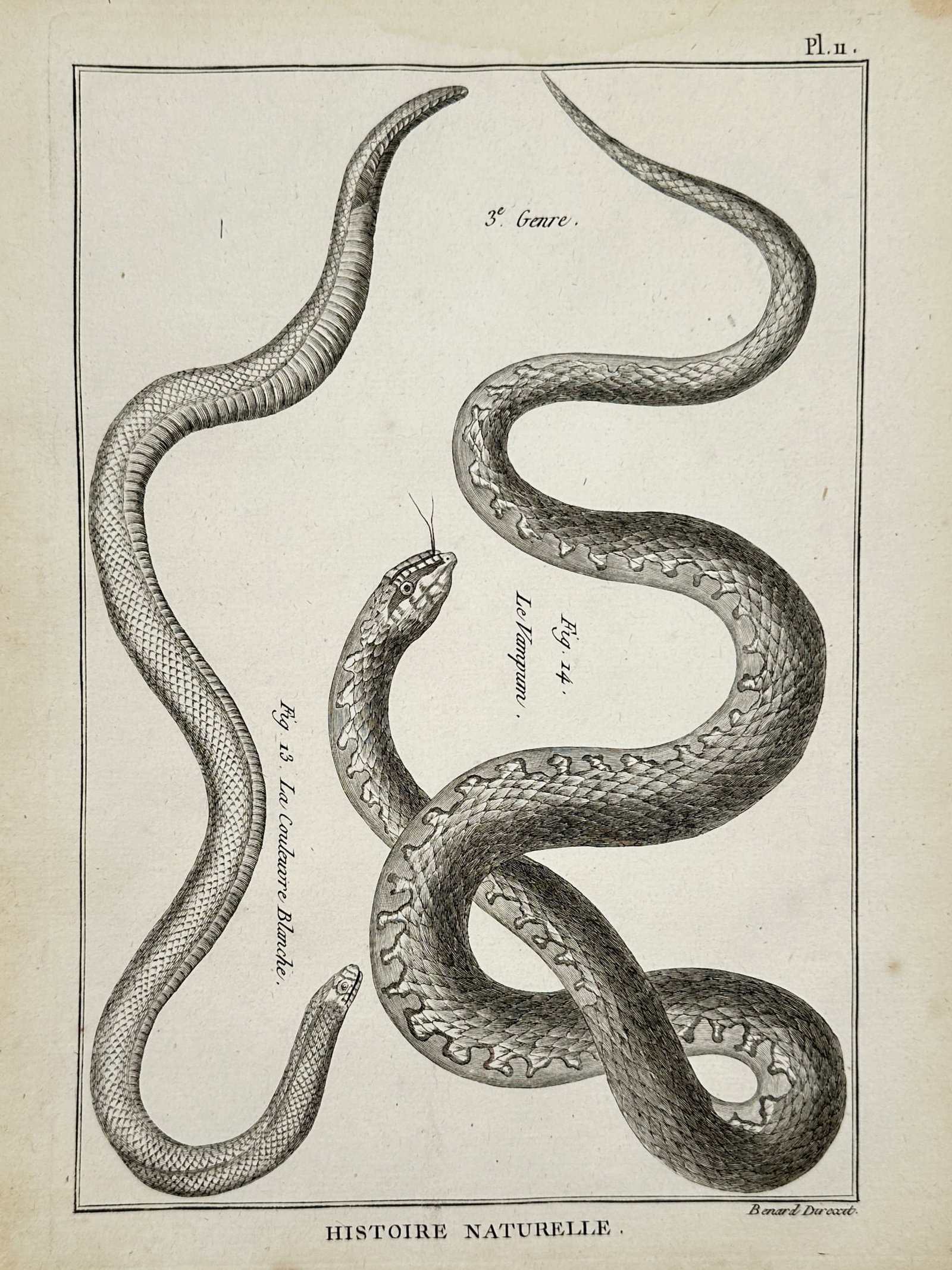 Robert Bénard (1734–1777) – View of White snake and Vampum snake – Engraving (1771) (1 of 2)