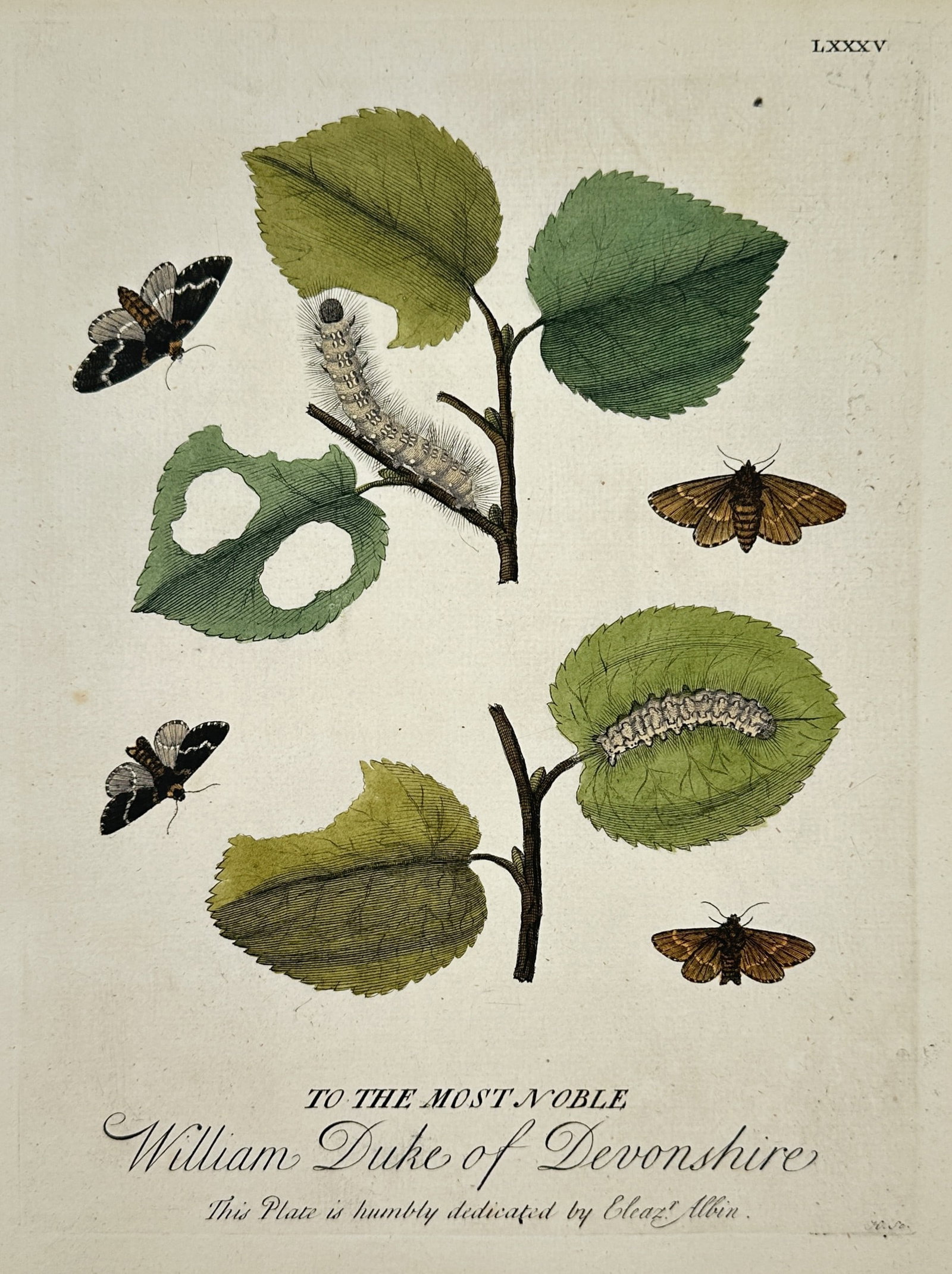 Eleazar Albin – View of various moths and caterpillars – Hand-coloured engraving (1720) (1 of 2)