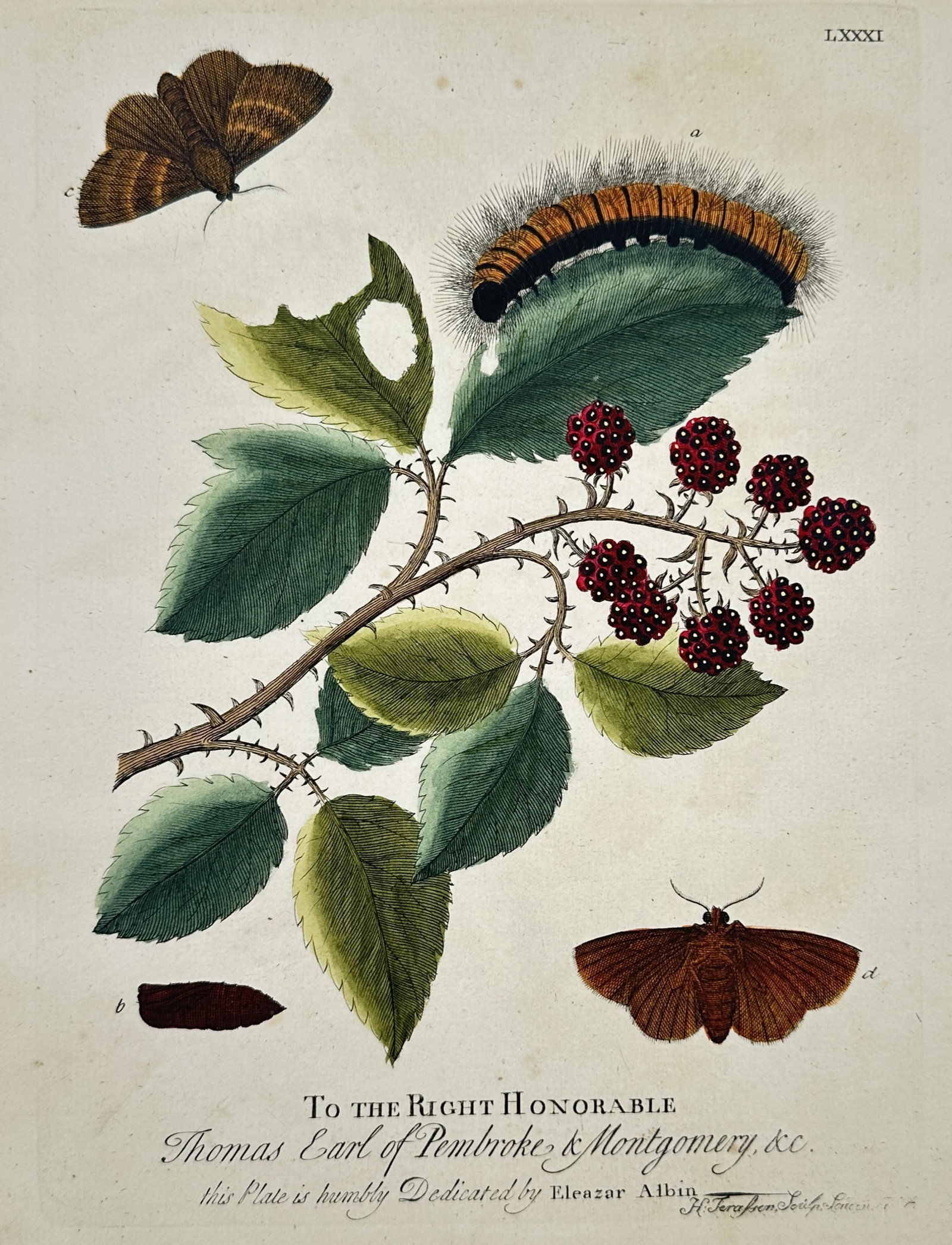 Eleazar Albin – View of a moth and caterpillar on a blackberry branch – Hand-coloured engraving (1 of 2)