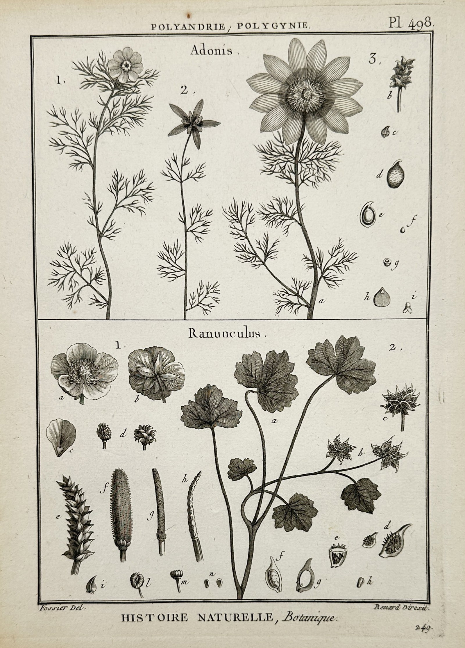 Robert Bénard (1734–1777) – View of Adonis and Ranunculus botanical studies – Engraving (1 of 2)