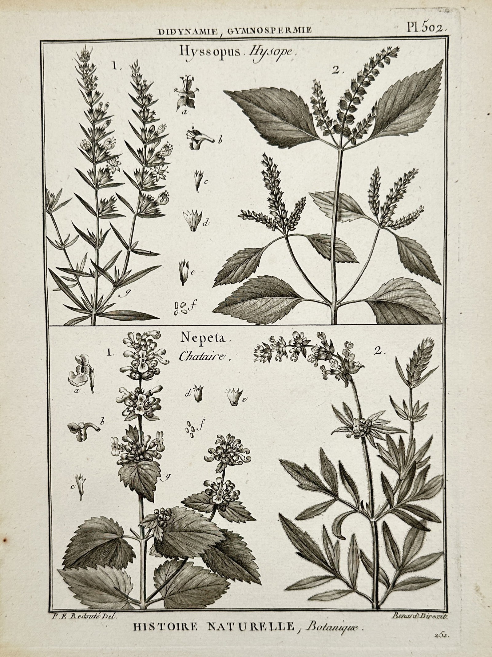 Robert Bénard (1734–1777) – View of Hyssopus and Nepeta botanical studies – Engraving (1771) (1 of 2)