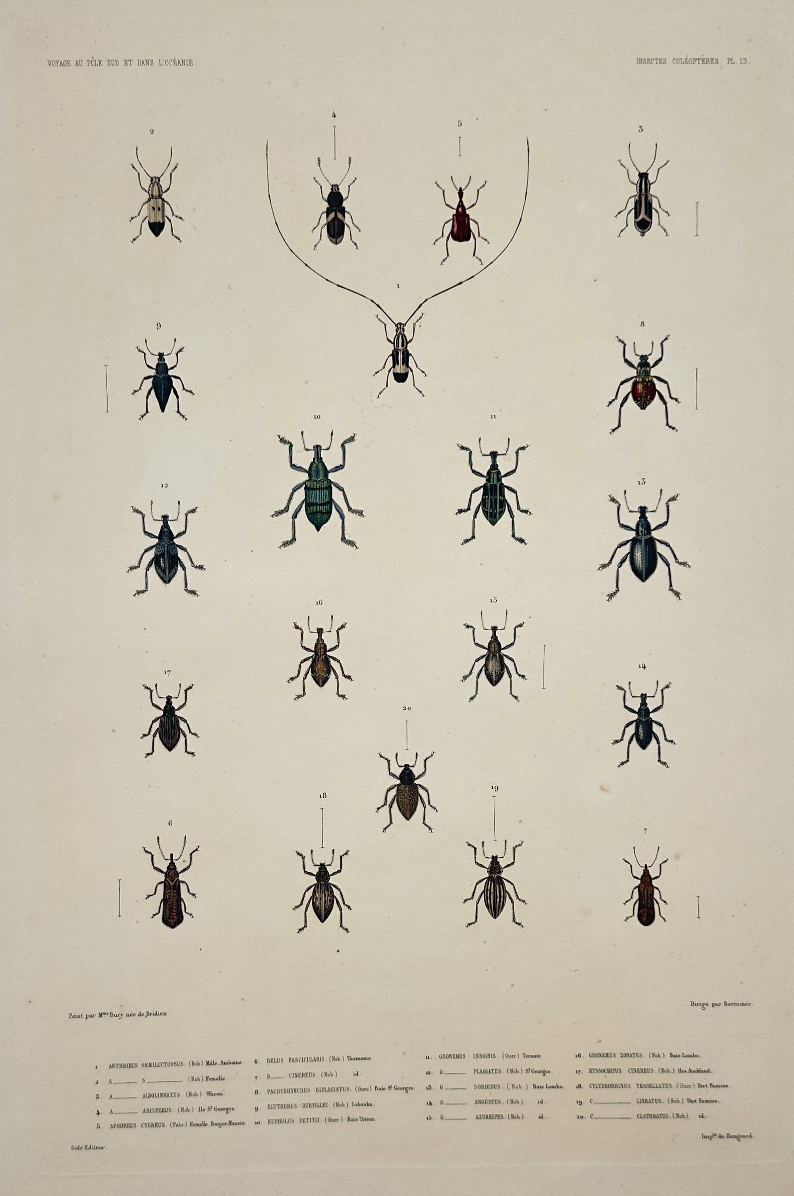 Jean-Baptiste Marie Bury – View of various coleoptera beetles – Hand-coloured engraving (c. (1 of 2)