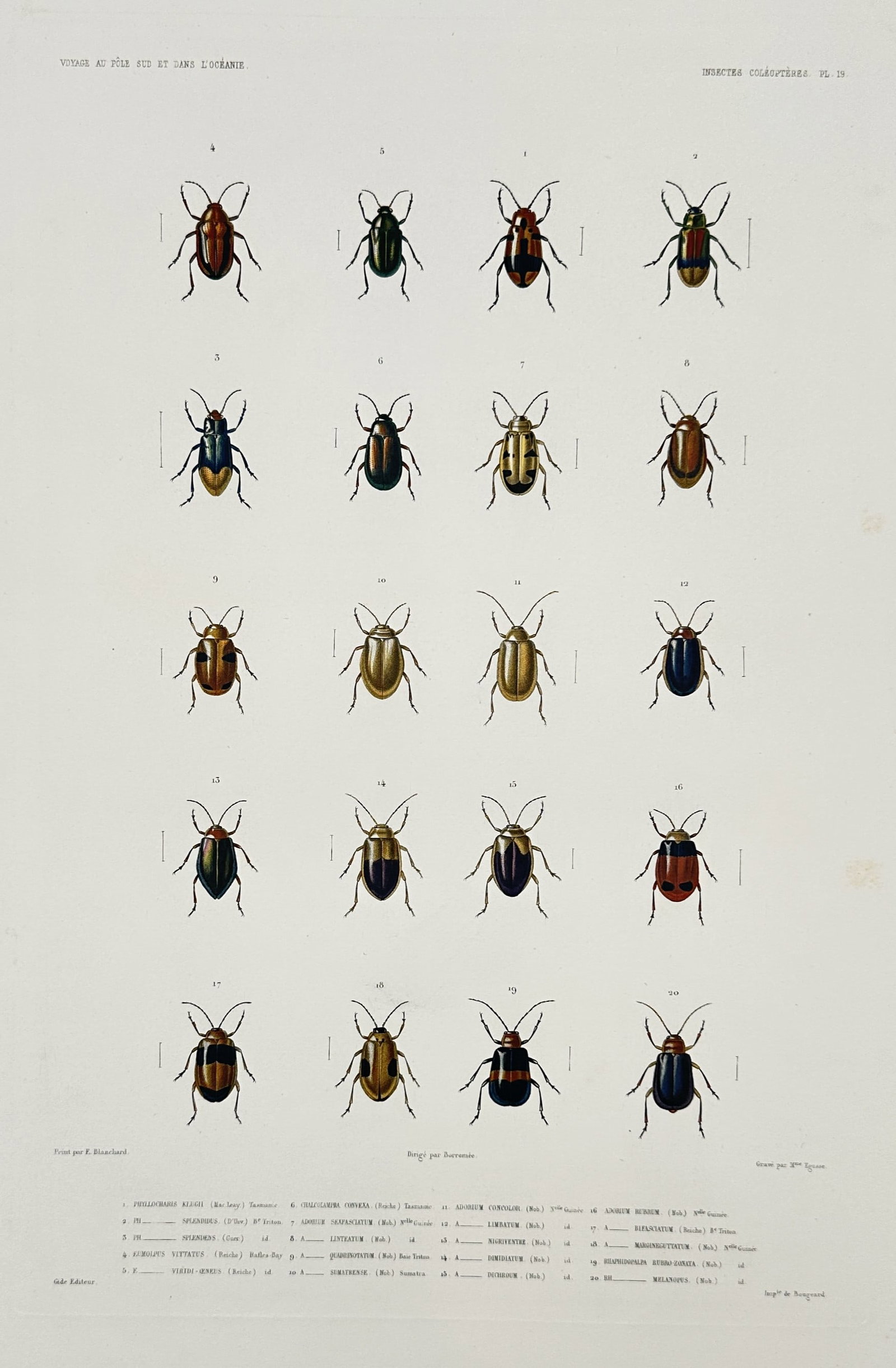 Jean-Baptiste Marie Bury – View of various leaf beetles – Hand-coloured engraving (c. 1840s) (1 of 2)