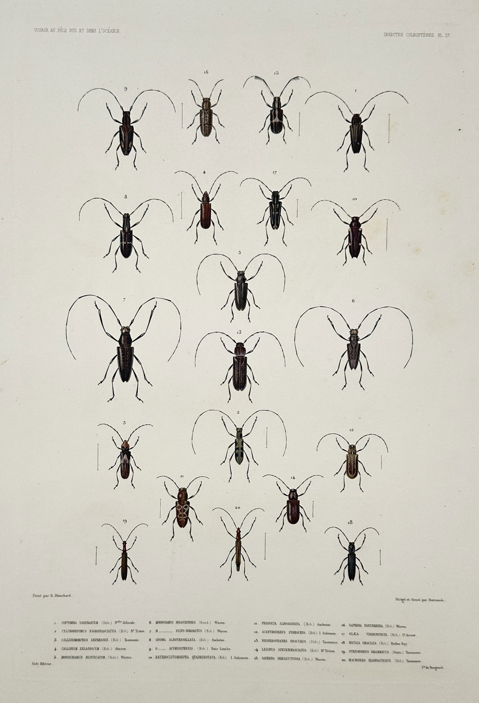 Jean-Baptiste Marie Bury – View of various longhorn beetles – Hand-coloured engraving (c. 1840s): "Voyage au Pôle Sud et dans l'Océanie, Insectes Coléoptères" This hand-coloured engraving features nineteen scientific illustrations of longhorn beetles from the Cerambycidae family, characterized