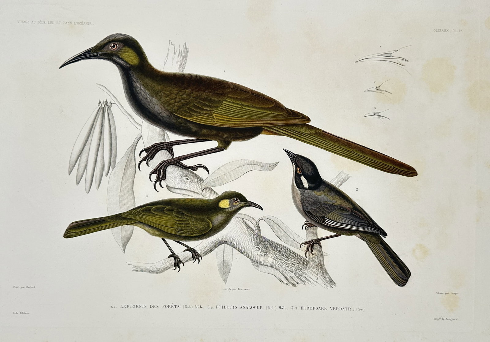 Jean-Baptiste Marie Bury – View of Leptornis des Forêts, Pylotis Analogue– Hand-coloured: "Voyage au Pôle Sud et dans l'Océanie, Oiseaux" This hand-coloured engraving illustrates three avian species from the Pacific region, featuring the large Leptornis des forêts with its distinct long