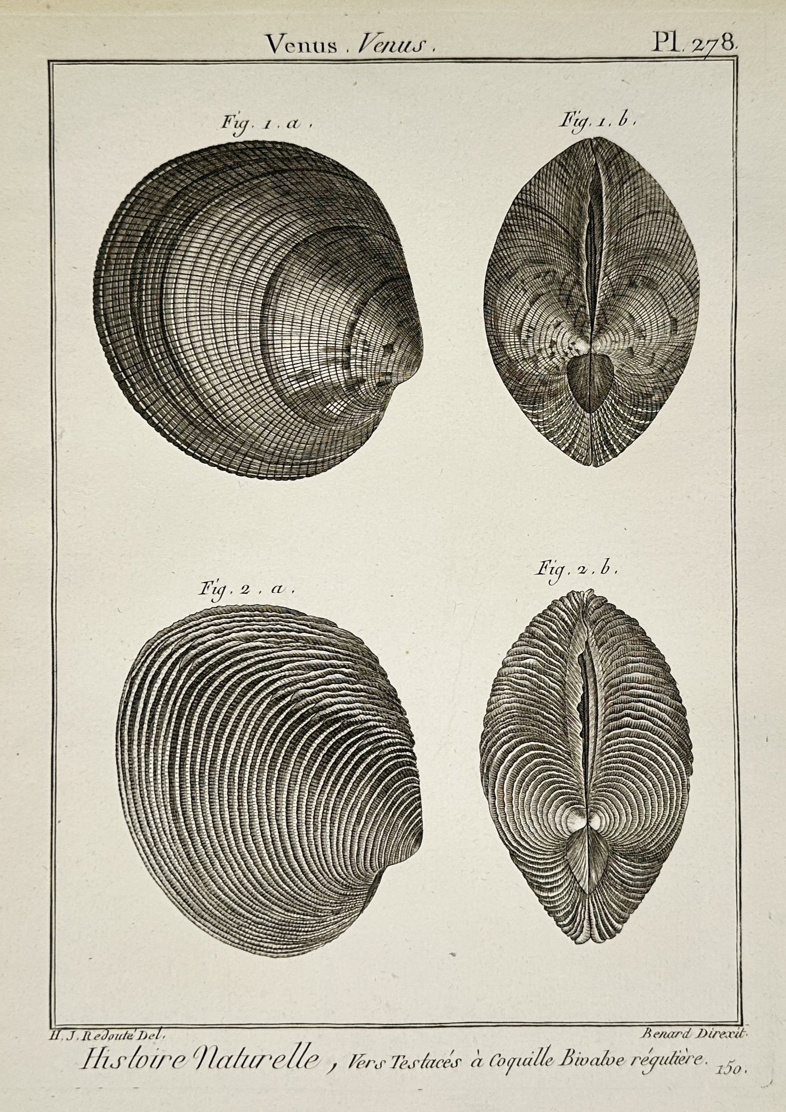 Robert Benard (1734–1777) – View of Venus shells – Engraving (1771): "Histoire Naturelle, Vers Testaces a coquille Bivalve reguliere" This engraving illustrates two specimens of the Venus genus of saltwater clams, showcasing the shells from both a lateral profile and a