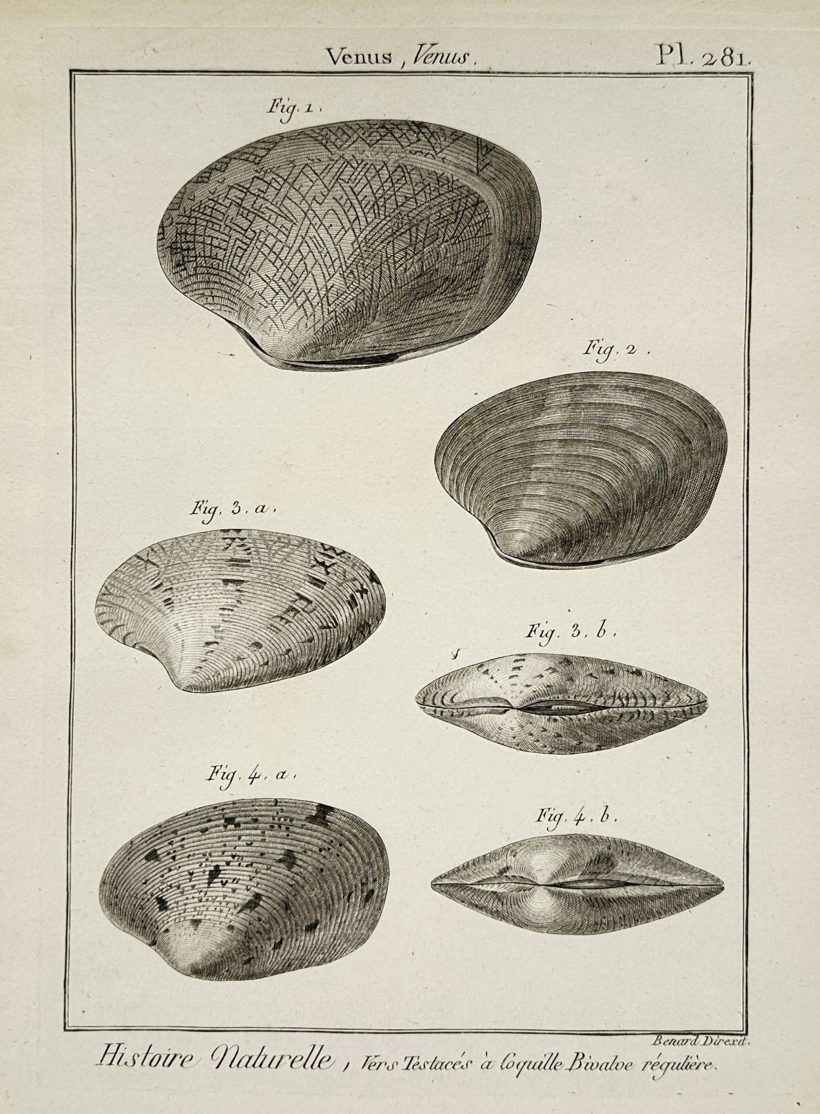 Robert Benard (1734–1777) – View of Venus shells – Engraving (1771): "Histoire Naturelle, Vers Testaces a coquille Bivalve reguliere" This engraving illustrates various species of the Venus genus of saltwater clams, presenting the shells from lateral and dorsal perspec