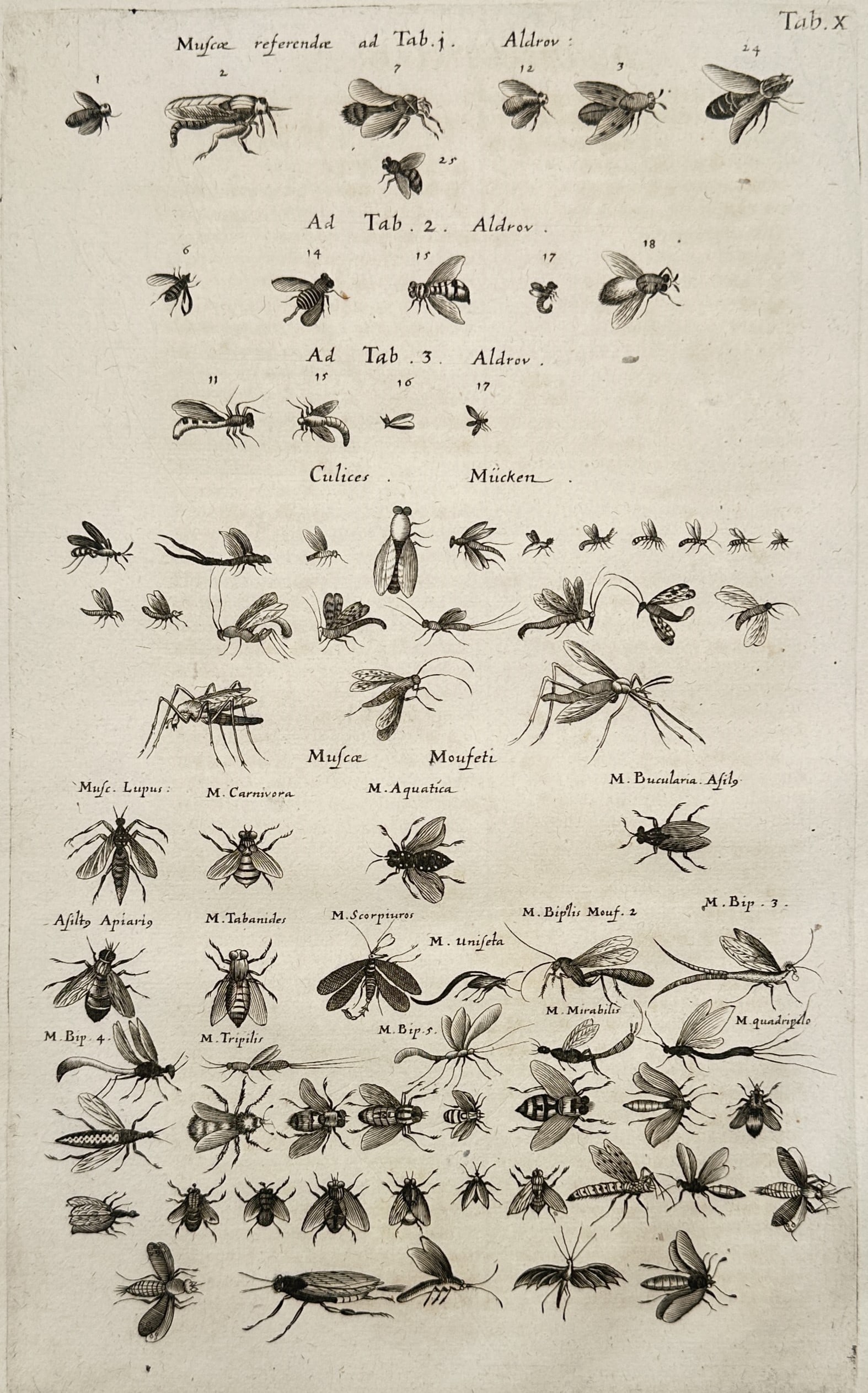 Jan Jonston (1603–1675) – View of Various Insects including Flies and Gnats – Engraving (1653) (1 of 2)