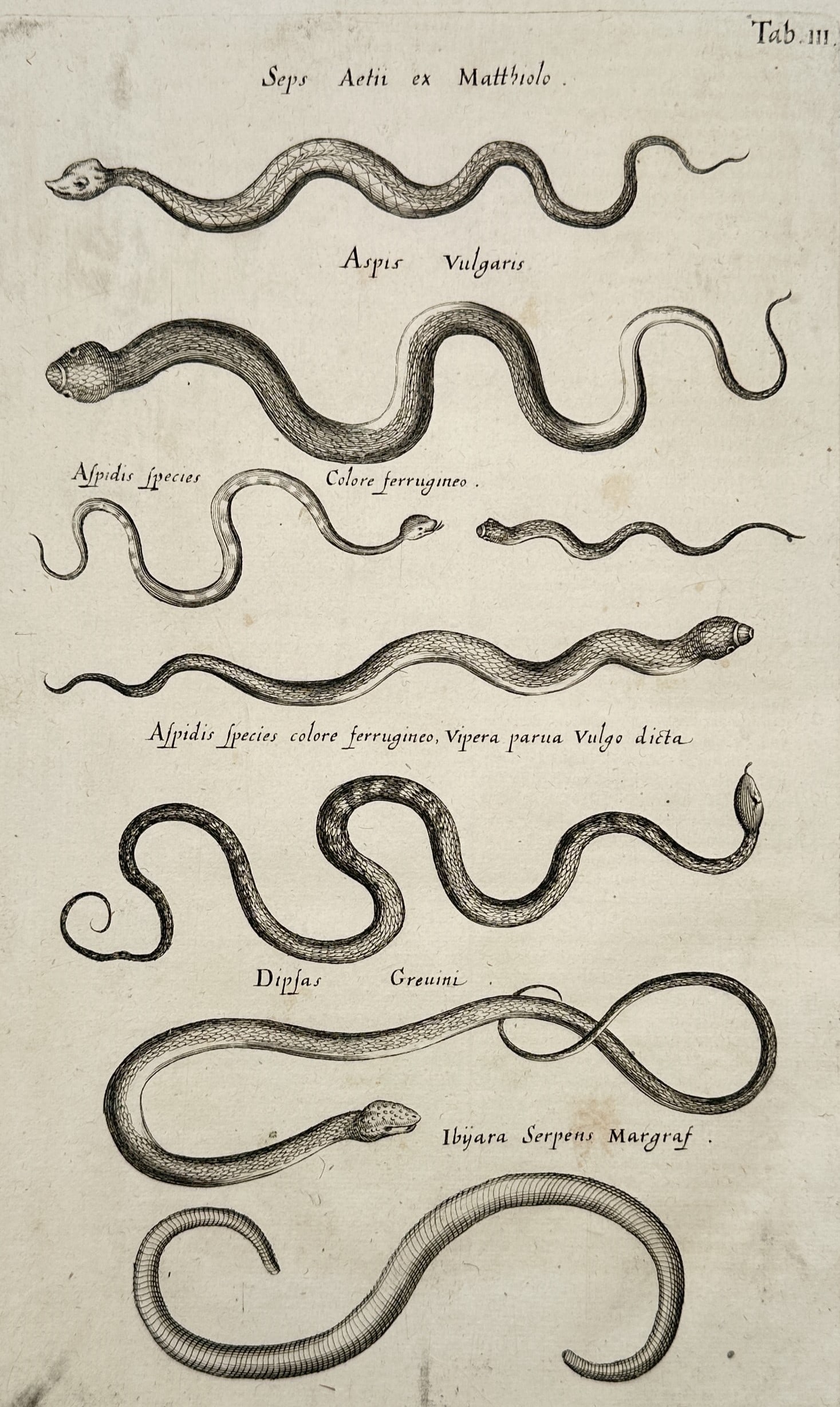 Jan Jonston (1603–1675) – View of Various Snakes and Serpents – Engraving (1653) (1 of 2)