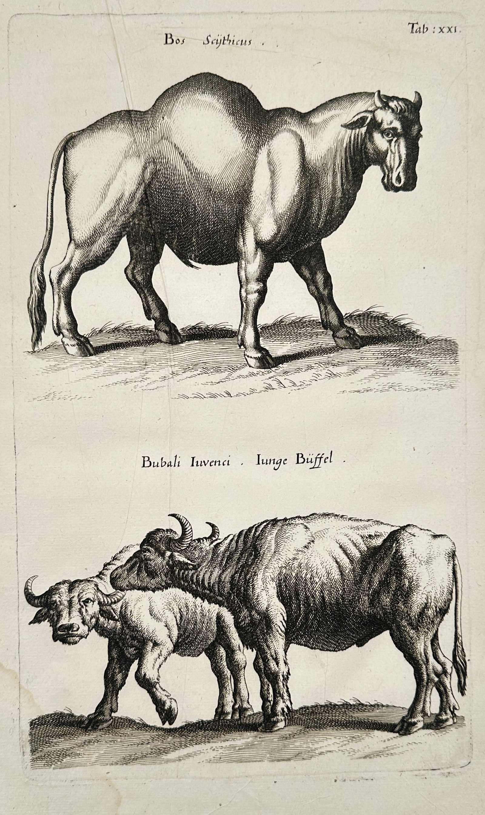 Jan Jonston (1603–1675) – View of a Scythian Ox and Water Buffaloes – Engraving (1653): "Bos Scythicus. Bubali Iuvenci. Iunge Büffel." This engraving illustrates a Scythian ox, depicted with a prominent hump and powerful build, alongside a pair of young water buffaloes. The animals are