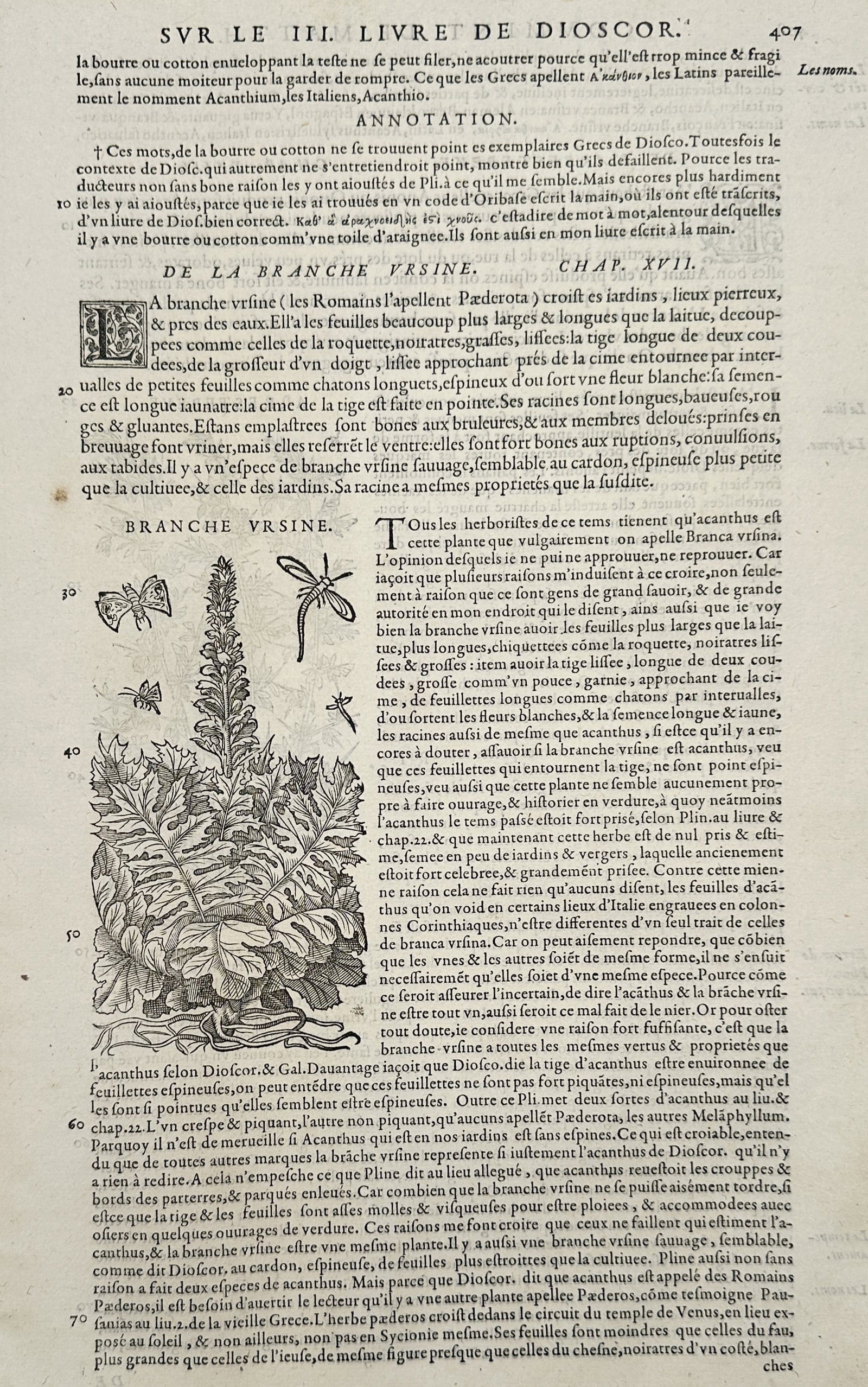 Pietro Andrea Mattioli (1501–1577) – View of Bear's Breech (Acanthus) – Woodcut (1572): "Branche Vrsine. De La Branche Vrsine. Chap. XVII" This woodcut illustrates the Bear's Breech plant, known botanically as Acanthus, characterized by its large, deeply lobed leaves and tall flower spik